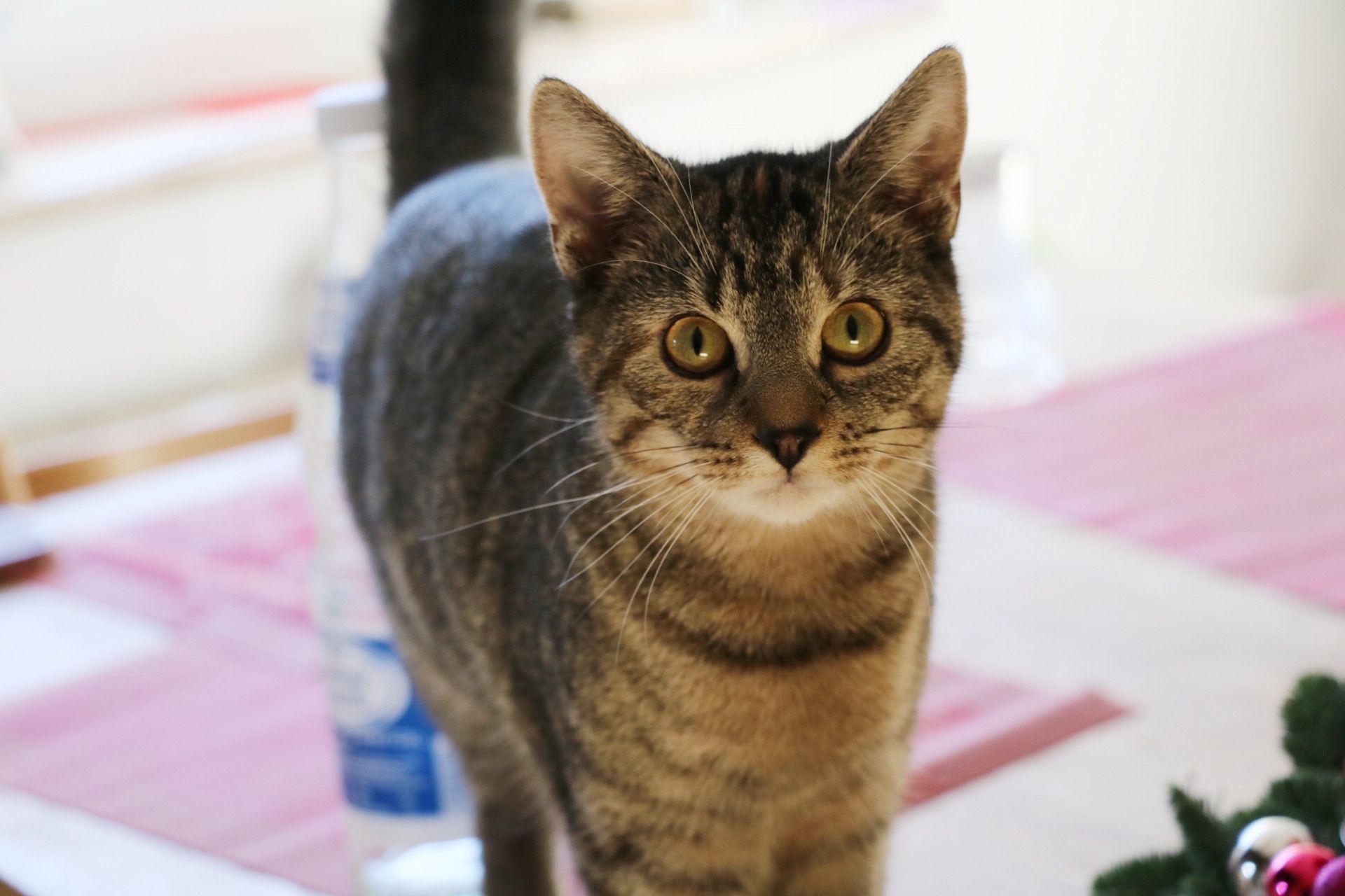 Socke - Oberste Straße, Bad Sooden-Allendorf