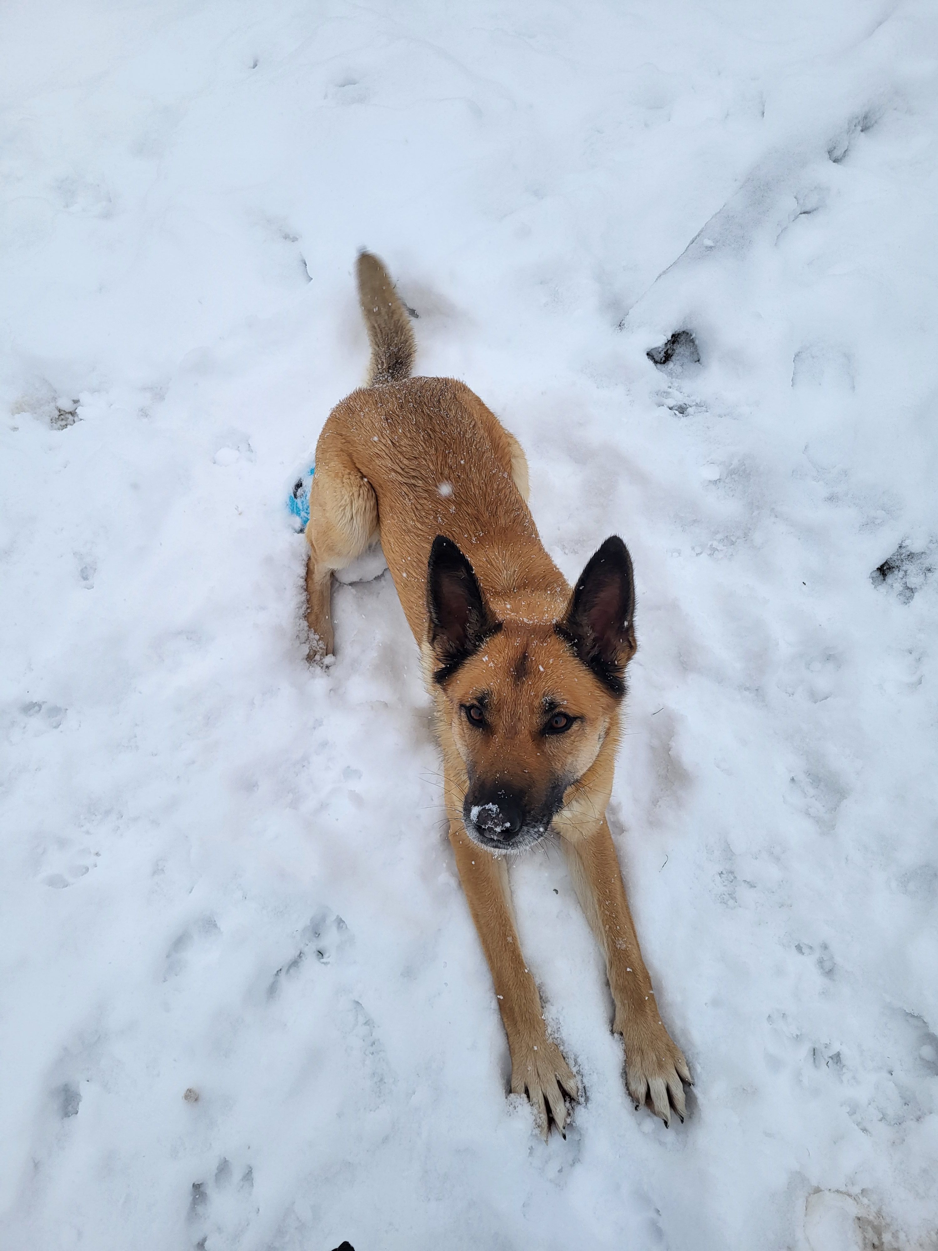 Vixy - Nieuw Overlaar, Tienen