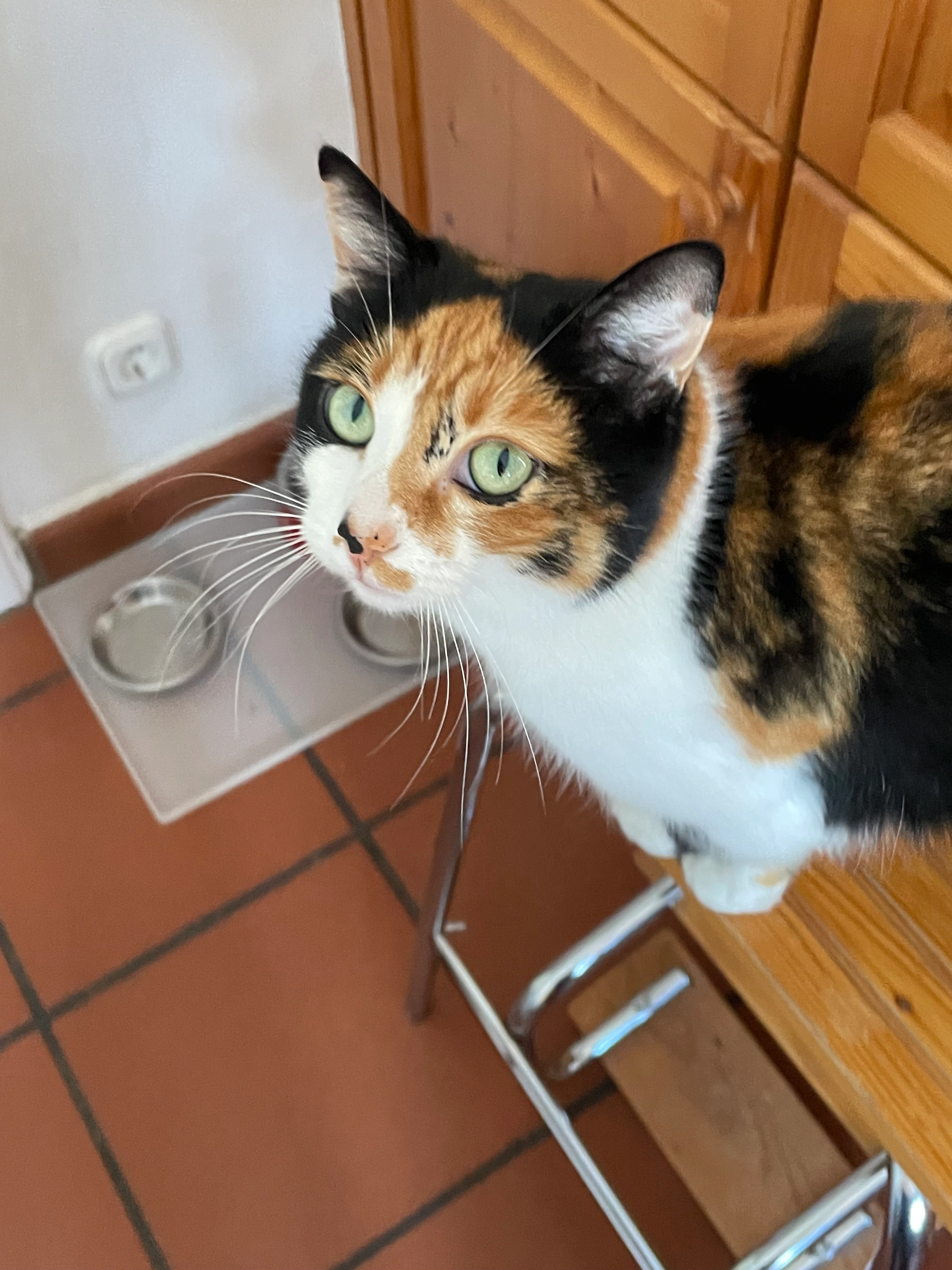 Cookie - Am Kranzlberg, Berg