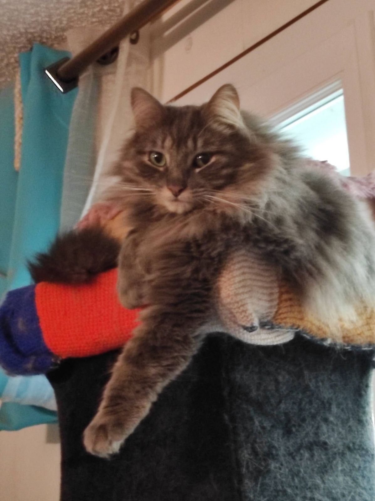 P'tit cœur  - 1 Rue de l'Église, Gièvres