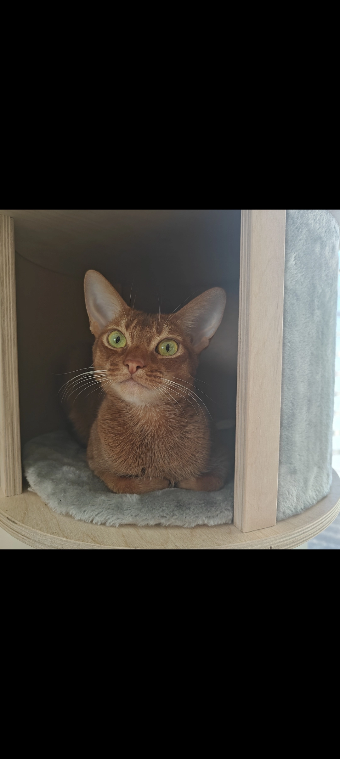 jojo - Ripusuontie, Helsinki