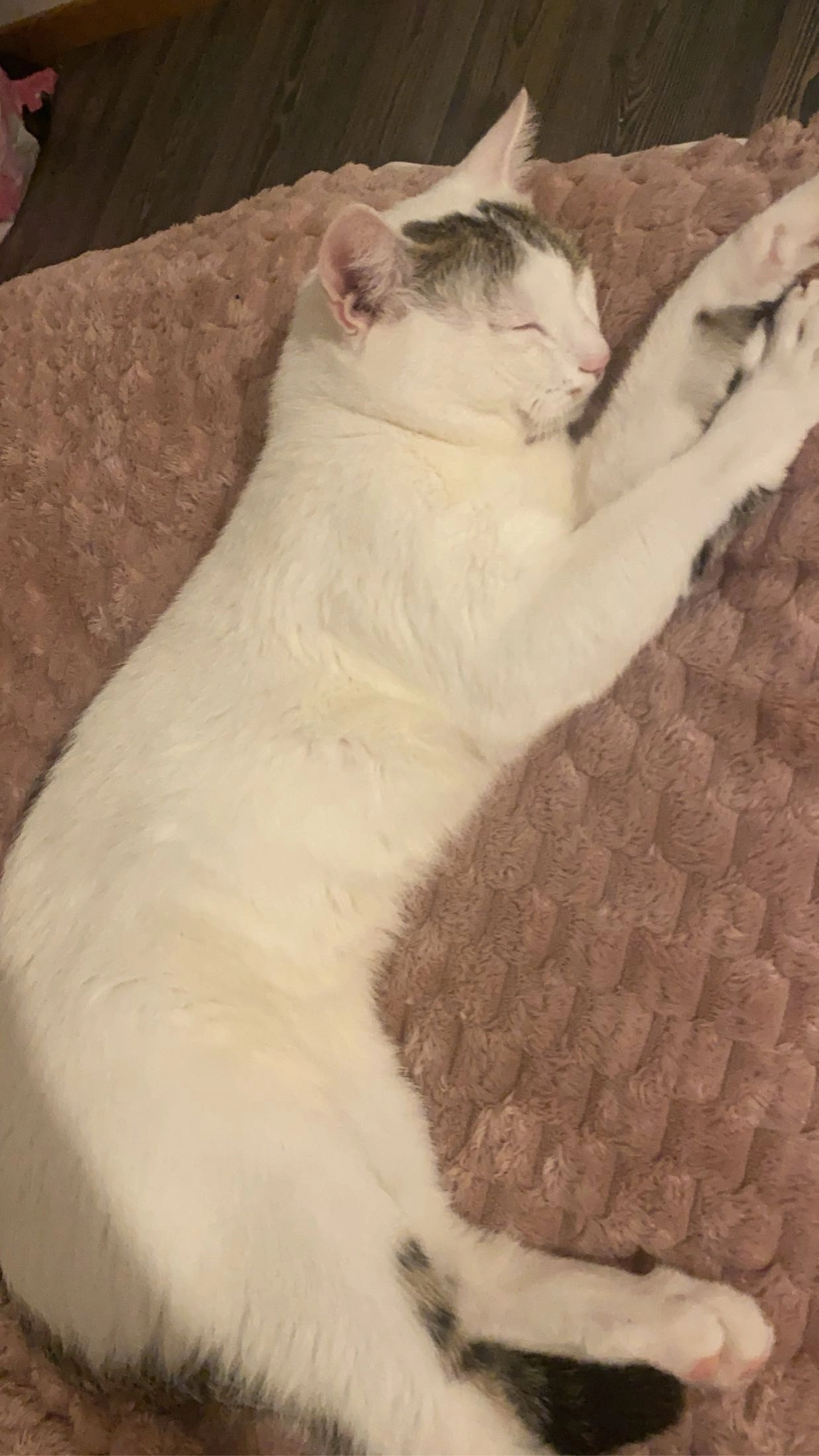 Mace - 2 Rue des Quatre Vents, Wissembourg