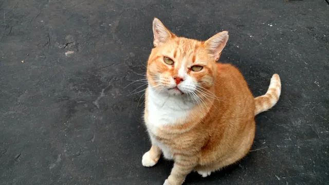 Bootsy  - NE 21 St, Wilton Manors