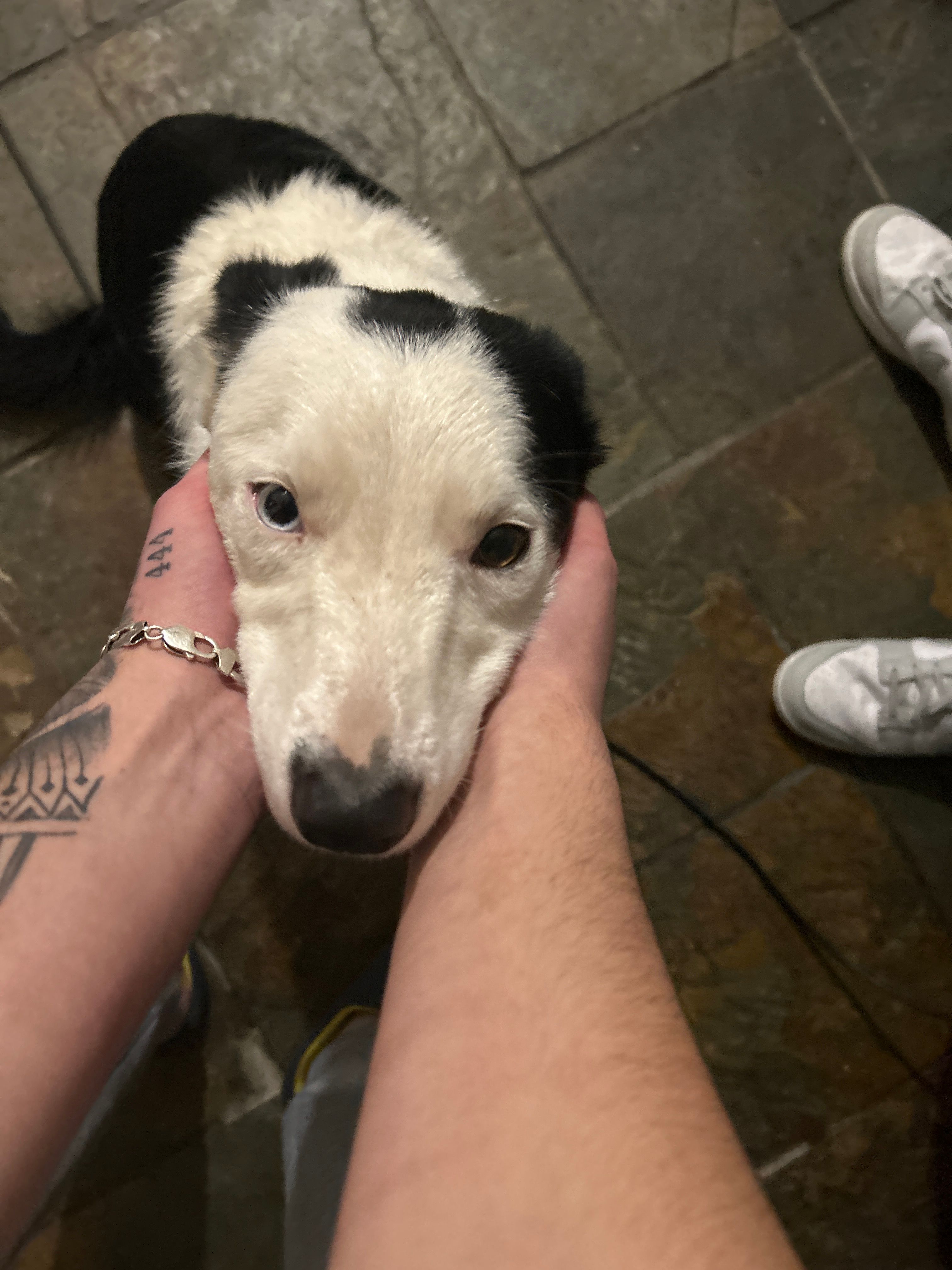 I don’t know lost dog - Garvagh Court, Londonderry Derry