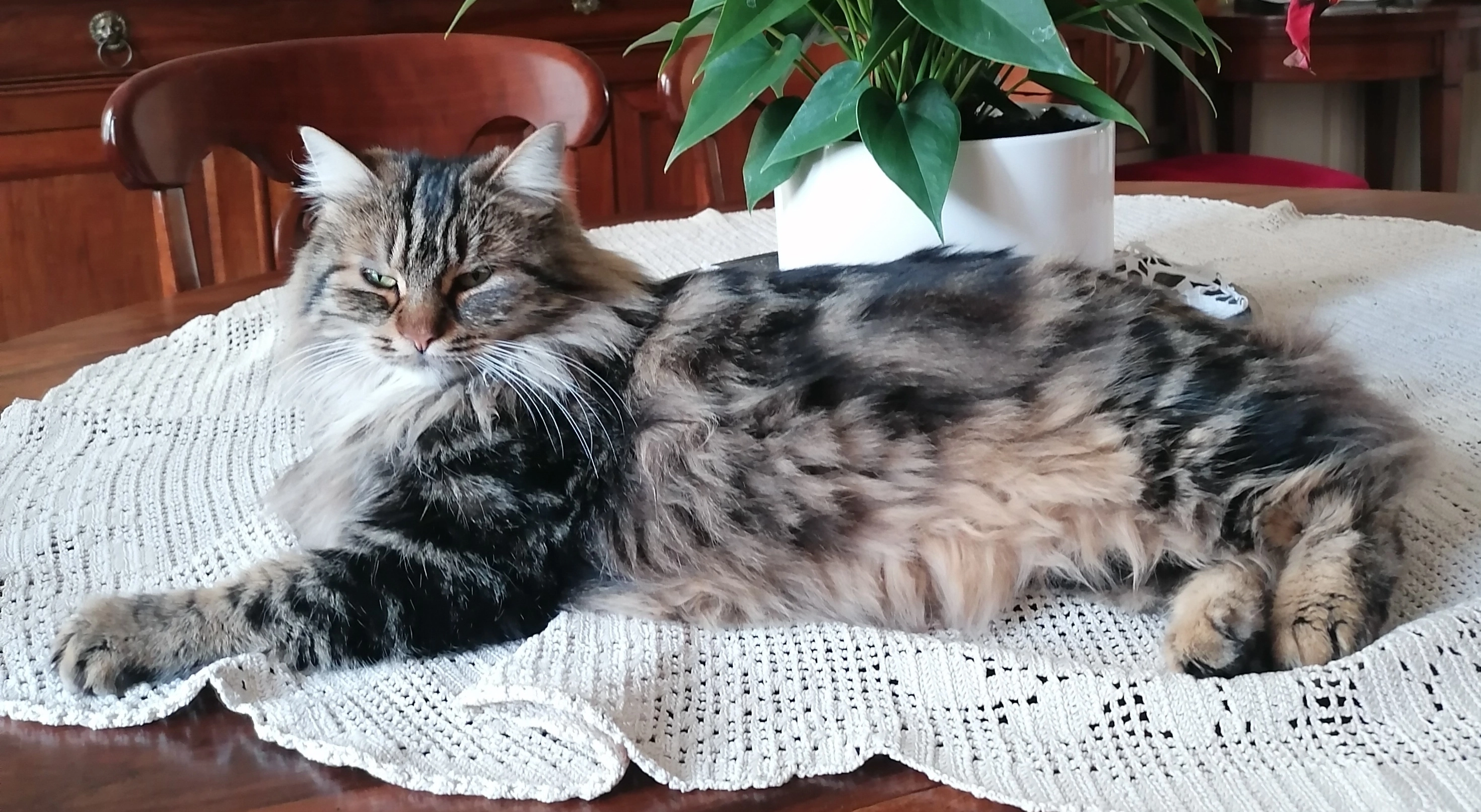 Minouchka  - 9 Rue de la Marne, Niort