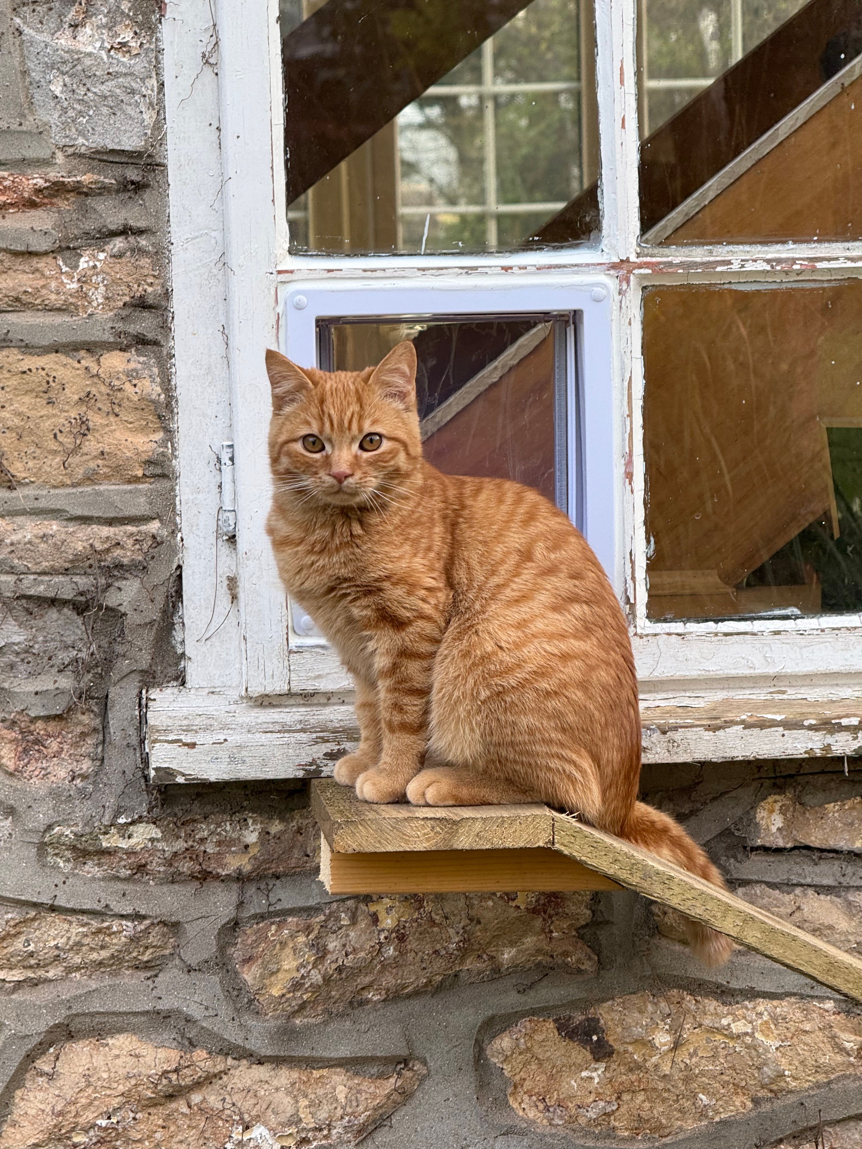 Chestnut  - Nye Drove, Weston-super-Mare
