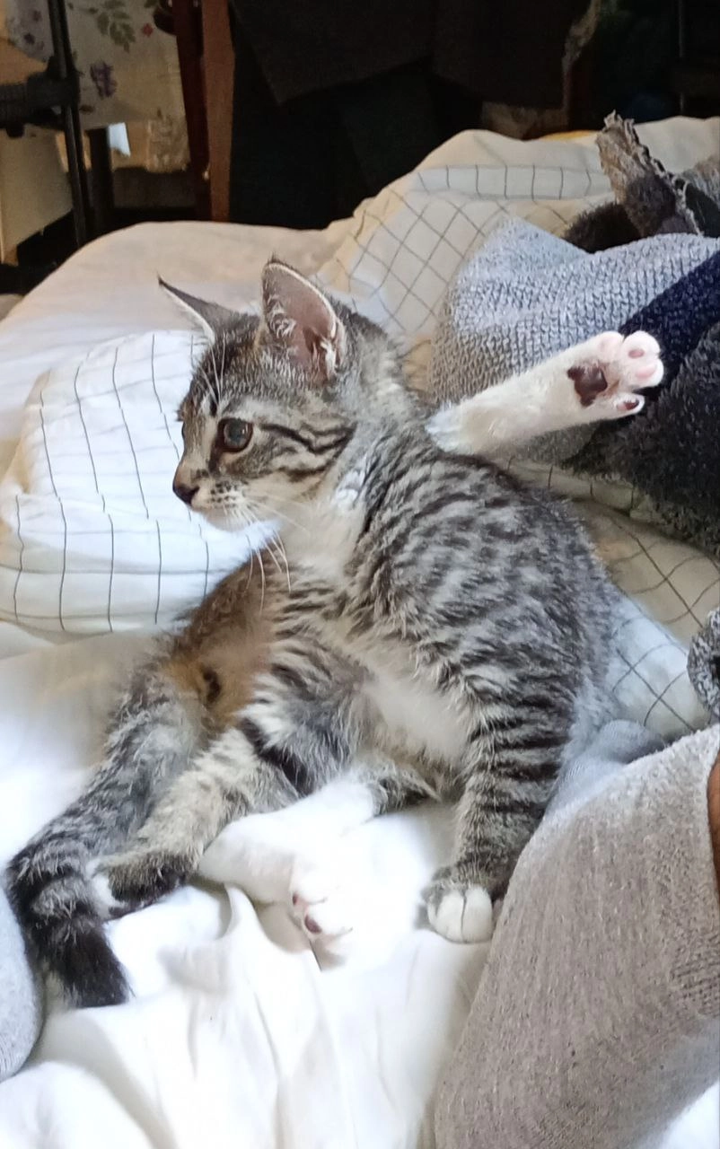 Marta - Walramstraat, Sittard