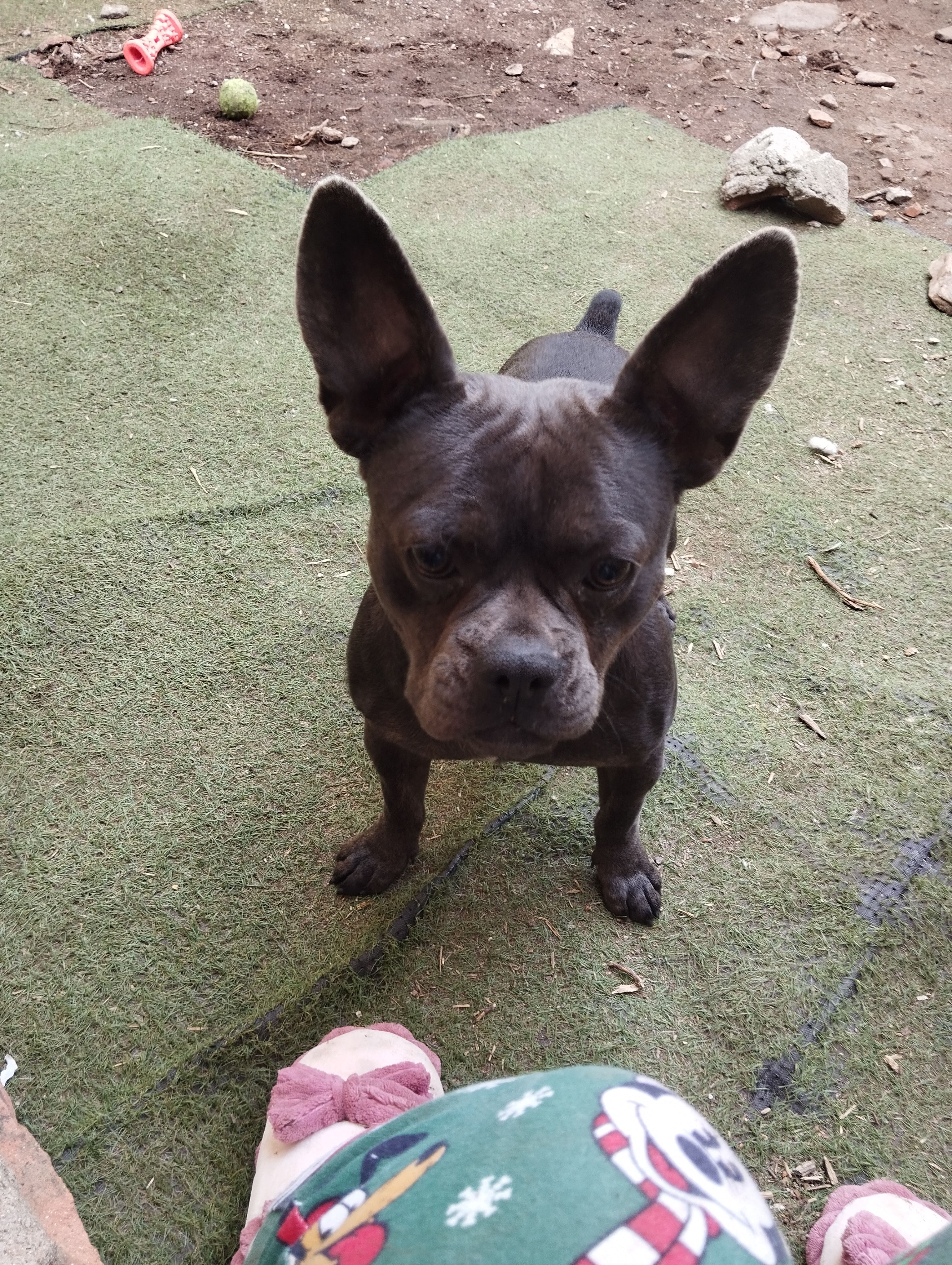 Gordo  - Fuenlabrada Kalea, Etxebarri