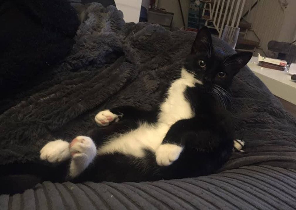 Denni - Whimbrel Chase, Scunthorpe