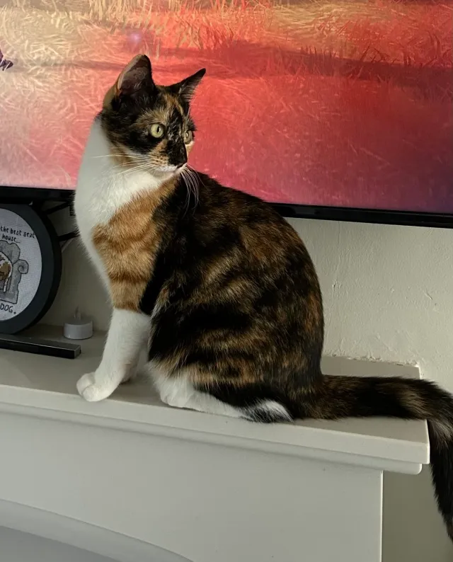 Coco - Manta Road, Tamworth