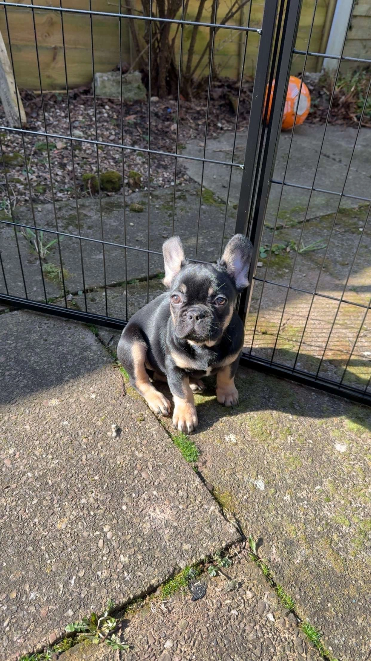 Daliah  - Ryde Park Road, Birmingham