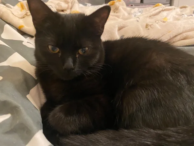 Olive - LU7 3, Central Bedfordshire