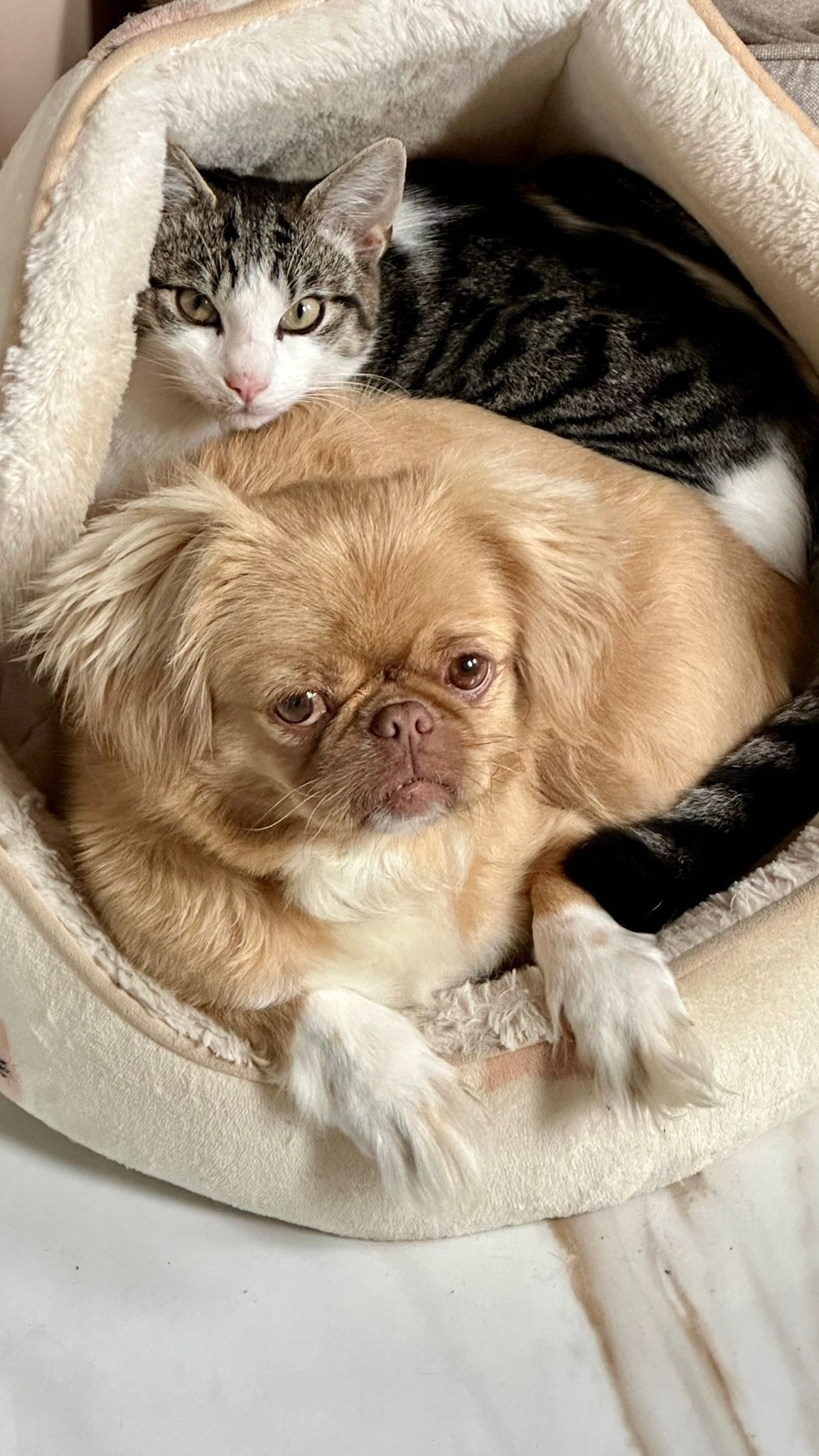 Lila - Mimosastraat, Halle