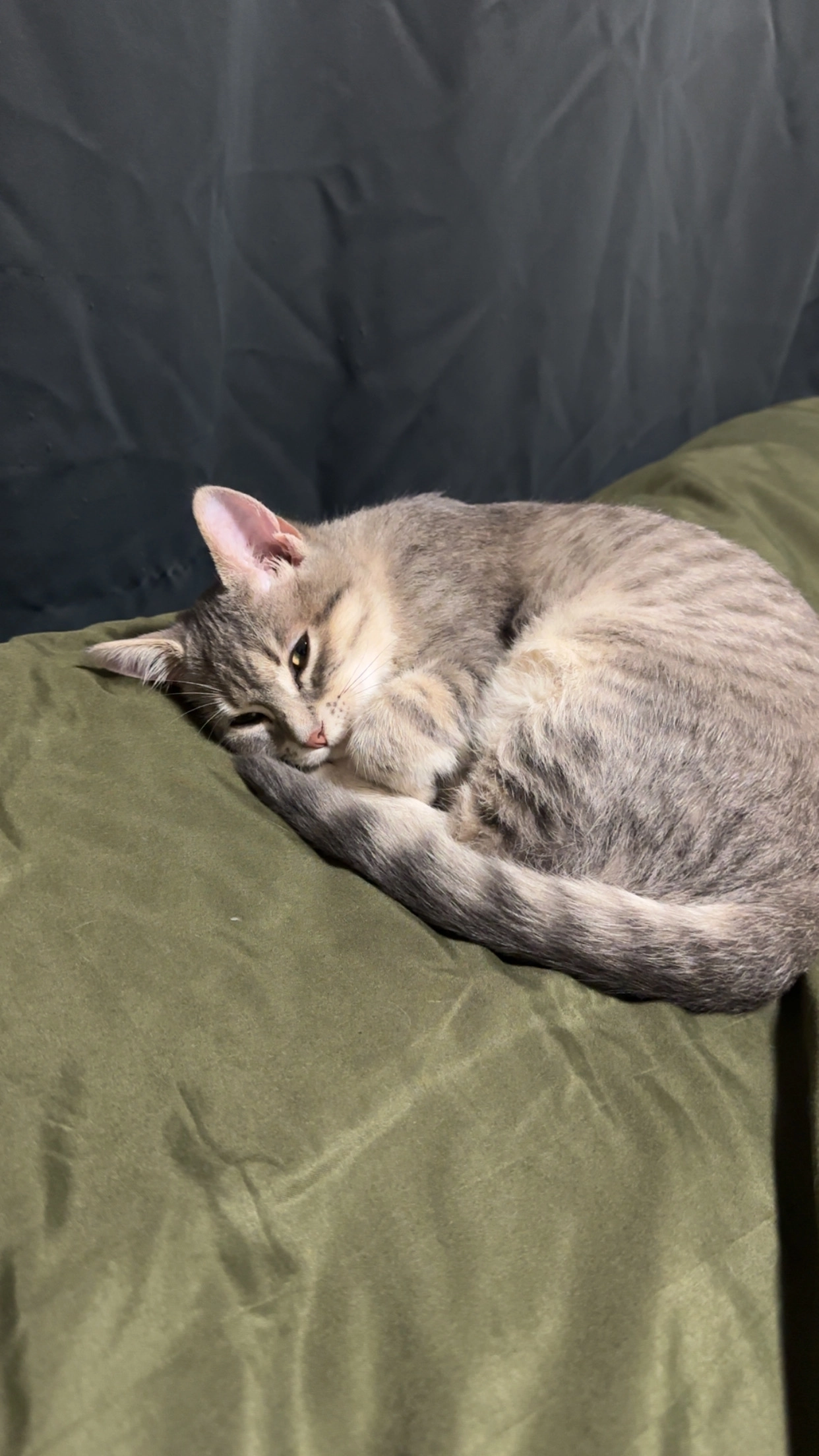 Loulou  - Impasse Jasmes, Châtelet