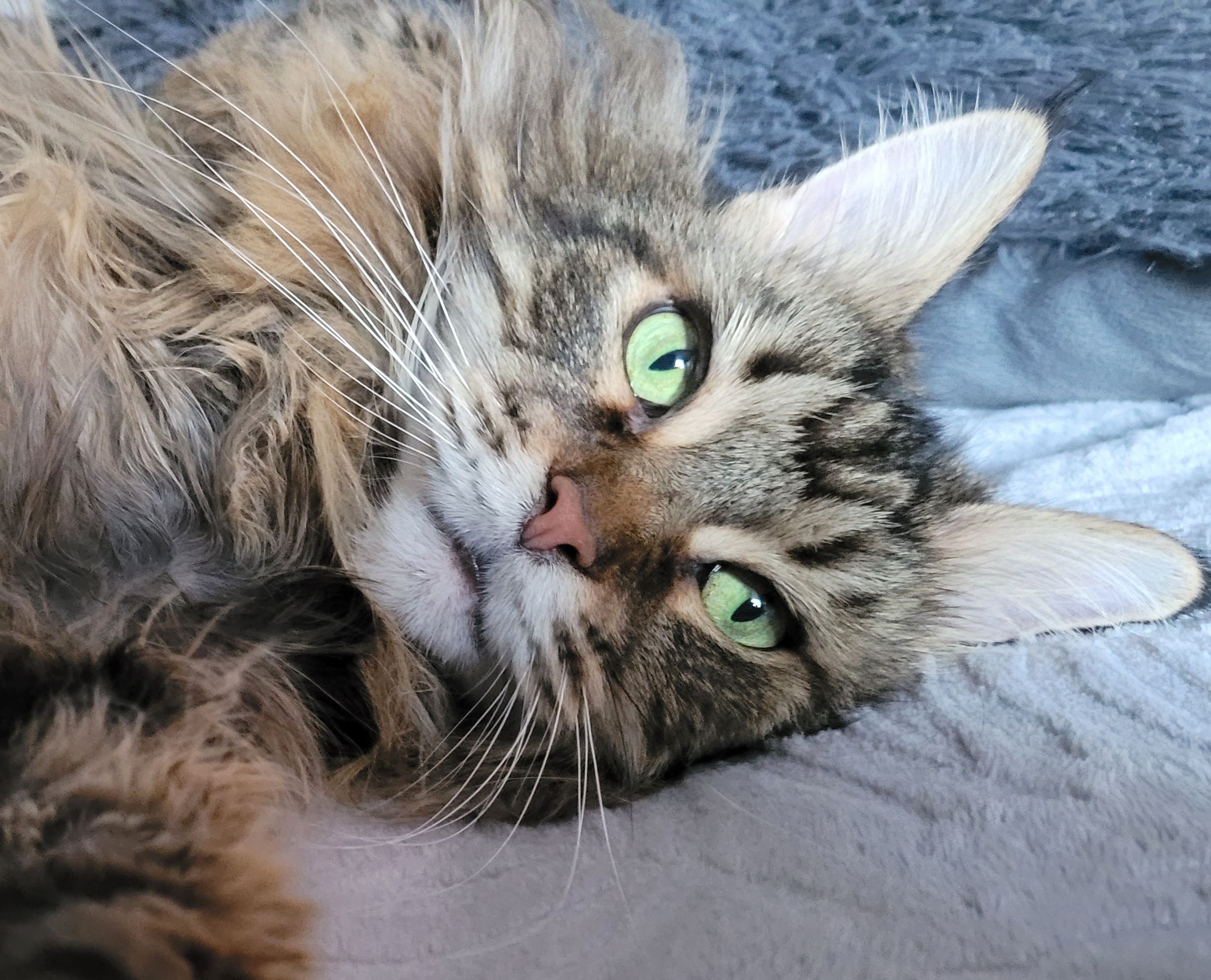 Schnegge - Ulmenweg, Staufenberg