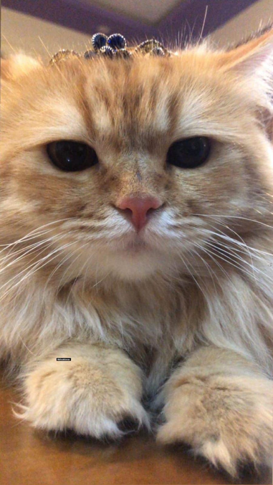 LEO MEOW - Vinayak Nagar, Bengaluru