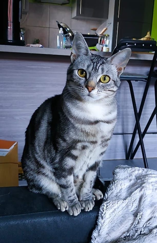 Jipssie mais on l’appelle bibi - 1665 Avenue de Valescure, Saint-Raphaël