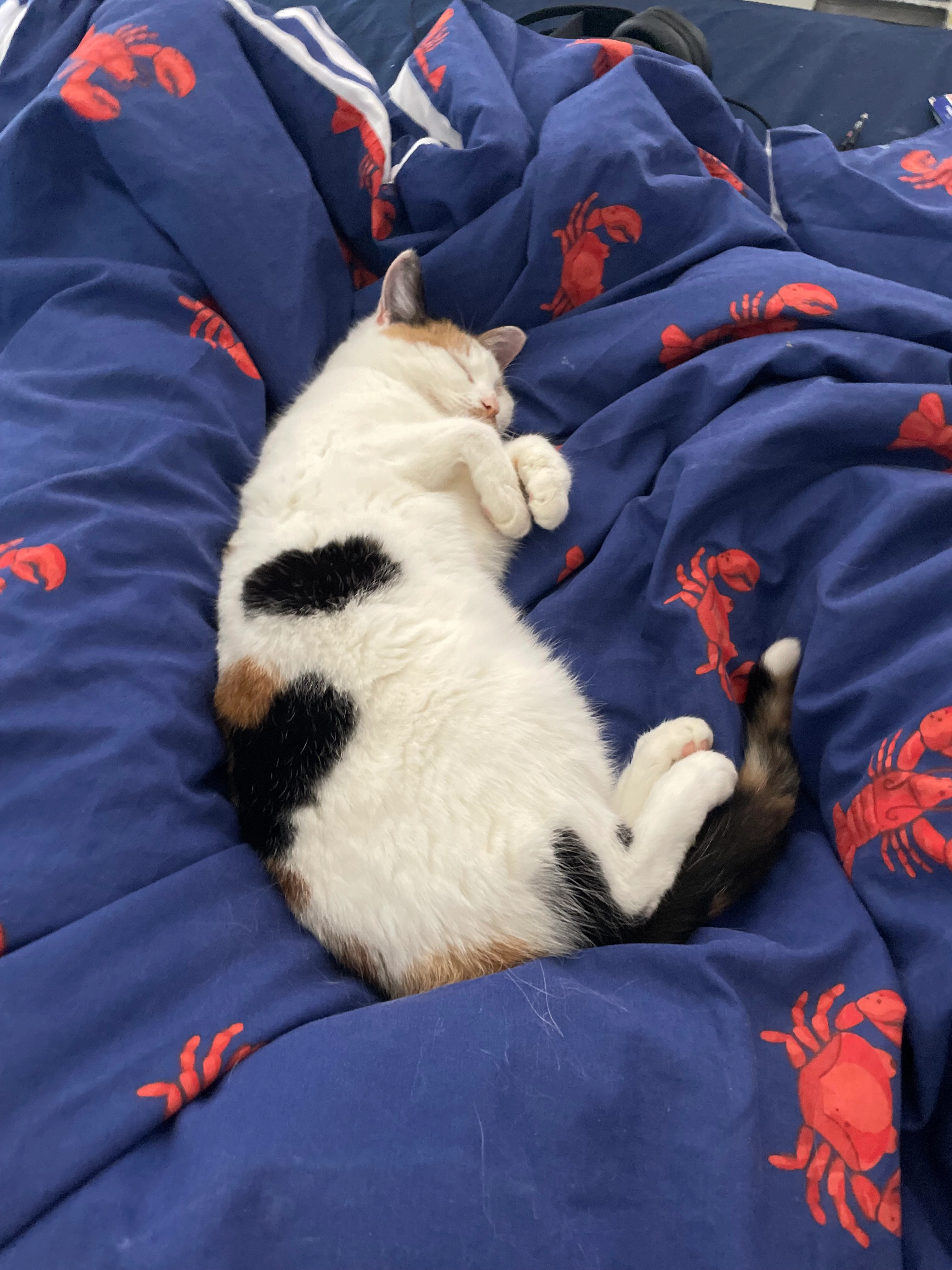 Piper  - Clayton, Peterborough