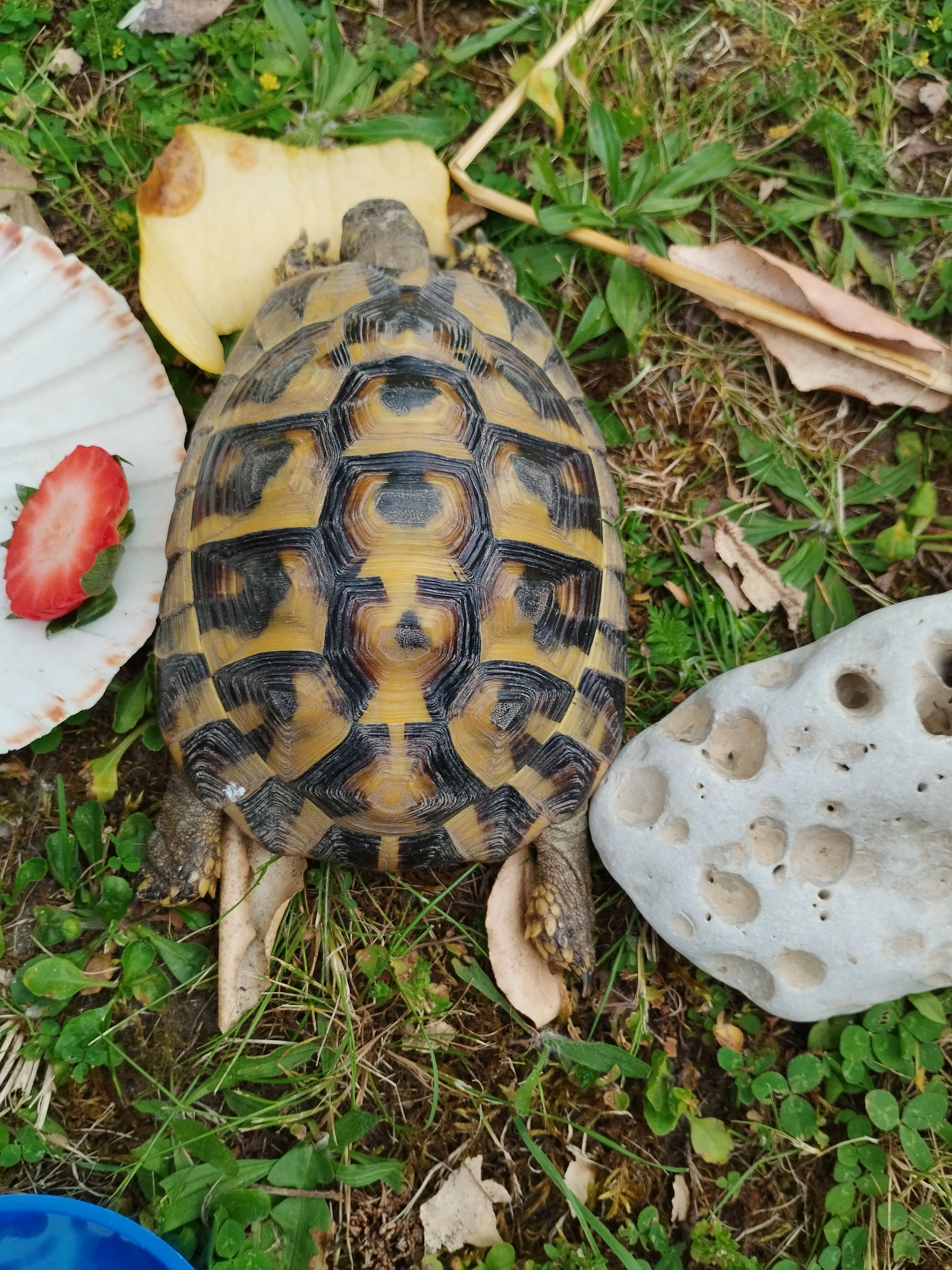 Caroline  - Rue Bernard Dumont, Vierzon