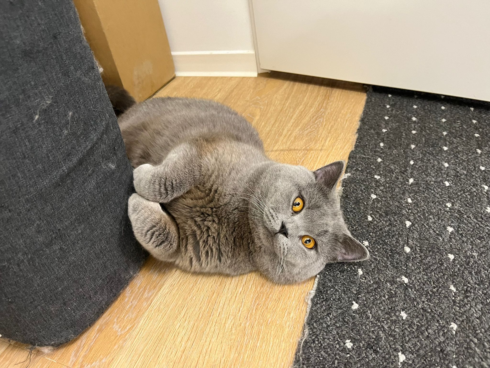 Cookie - Südring, Kappeln