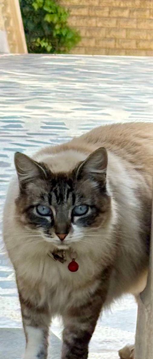 Kalicy - 20, Casablanca