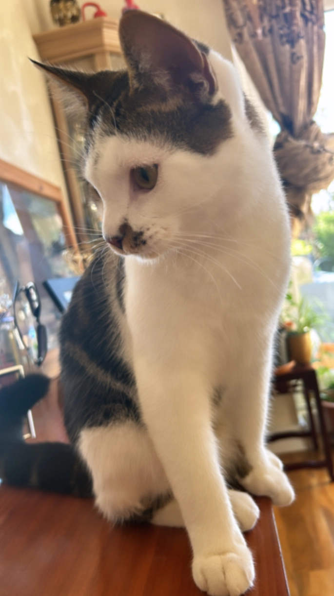 Zuko - Mansfield Road, Lee-on-the-Solent