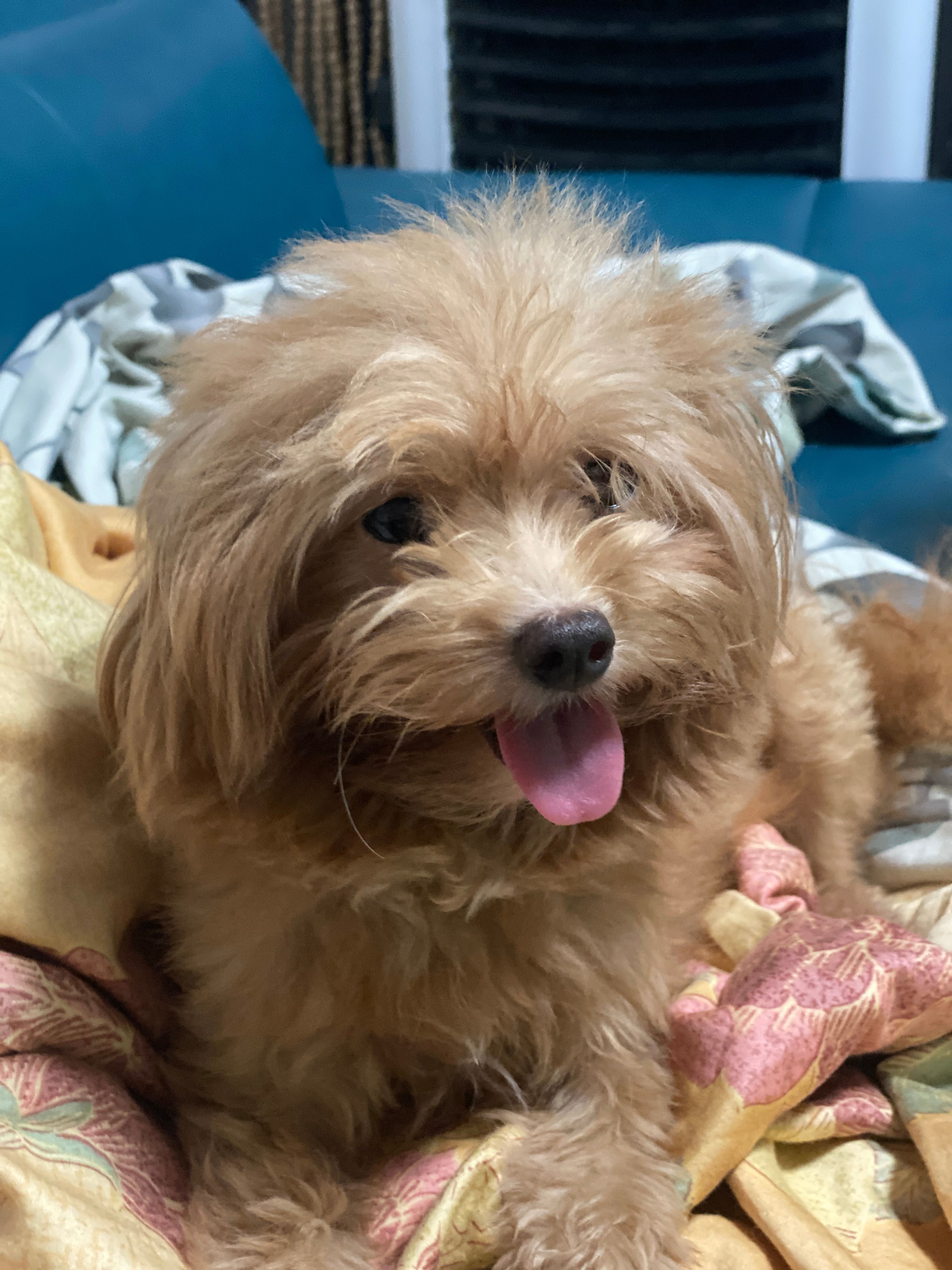 Milu - Trung Văn, Hanoi