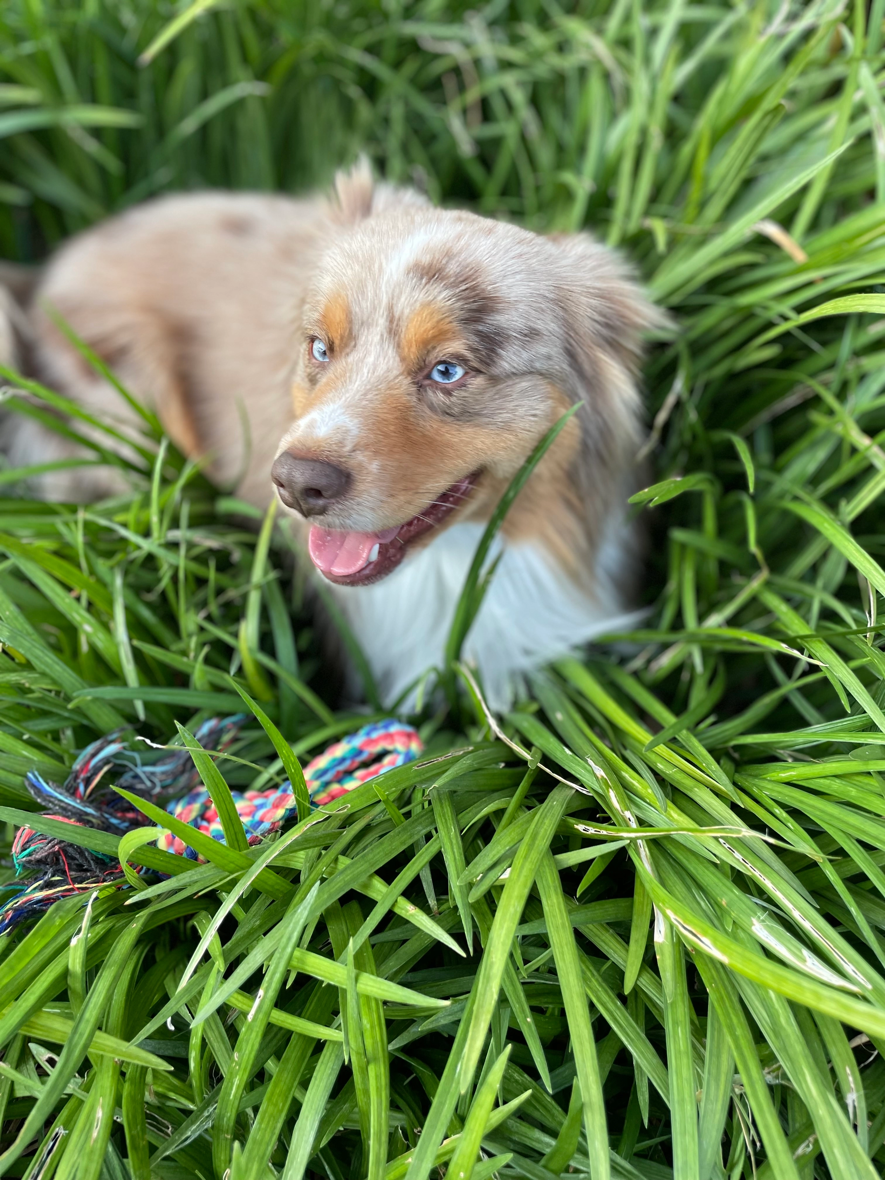 Boef - Industrieterrein Kanaal-Noord, Bree