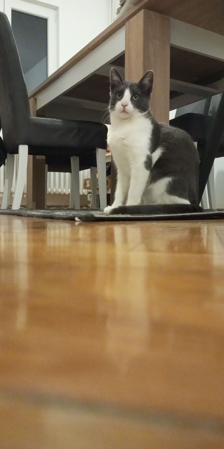 Toma - Ulica Jastrebačka, Beograd