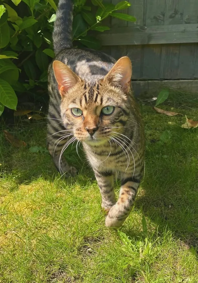 Simba - Lambs Lane, Cambridge