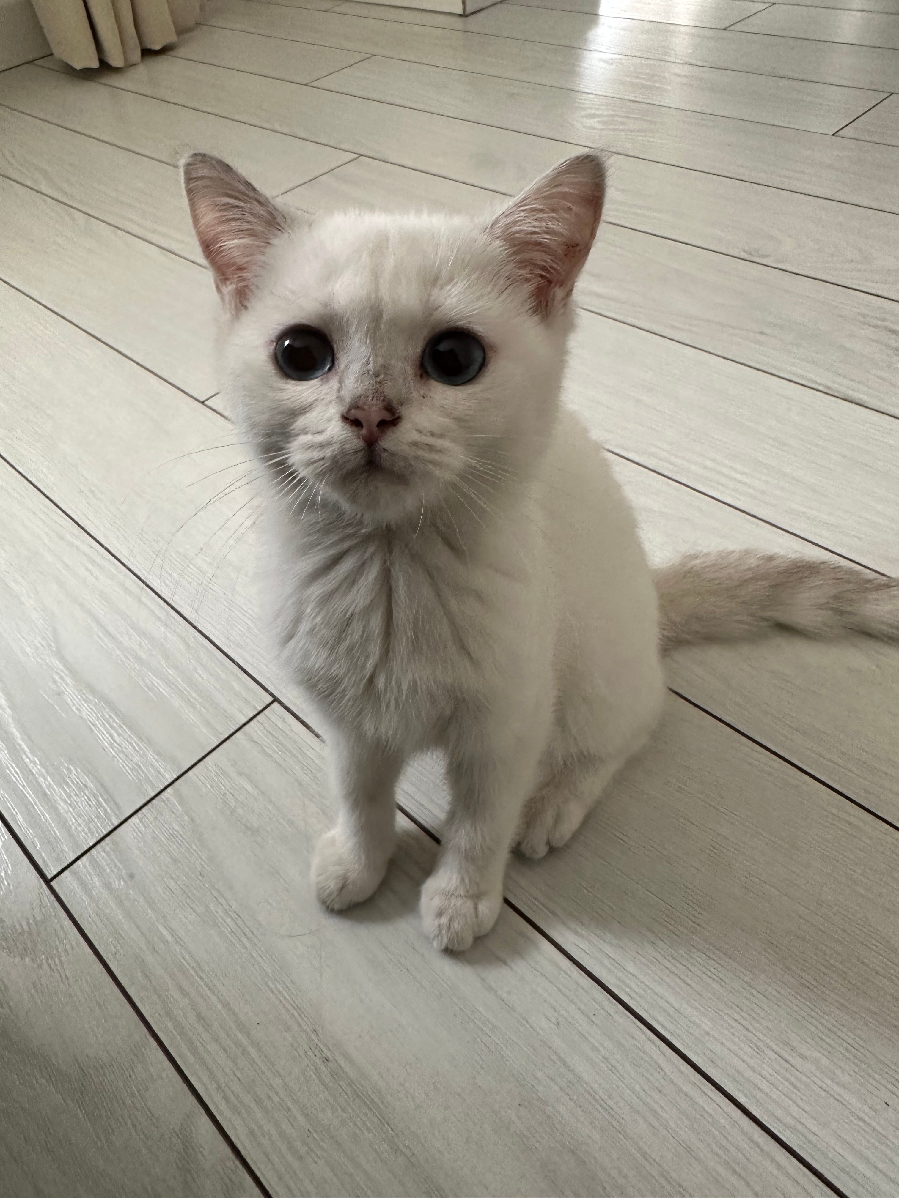 Mia - Meshari, Prishtina