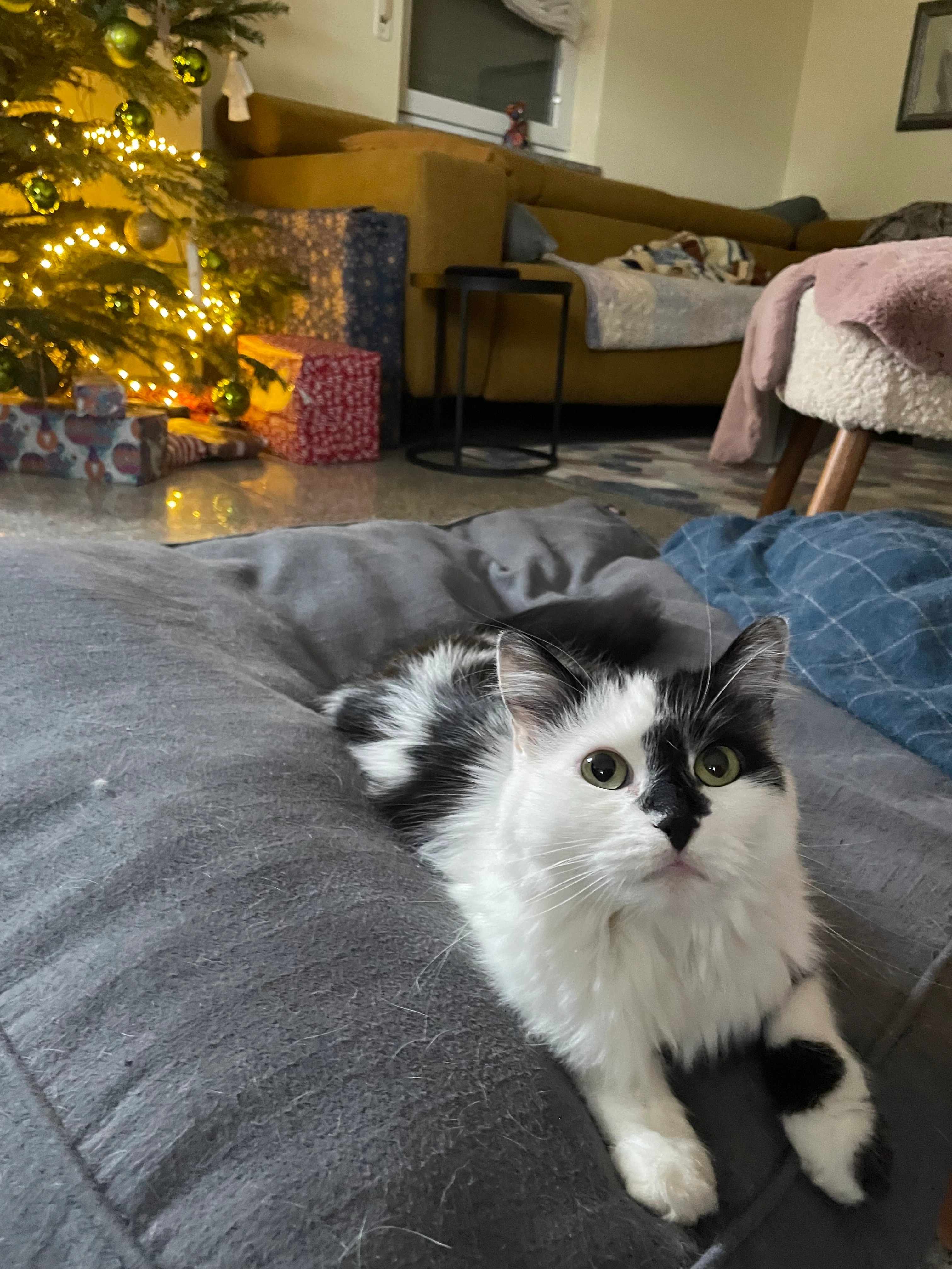 Petzi - Ratiborer Straße, Amberg