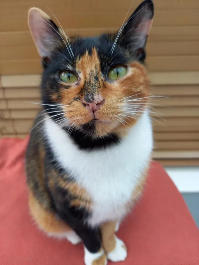 Lily - Hannah Close, Wirral