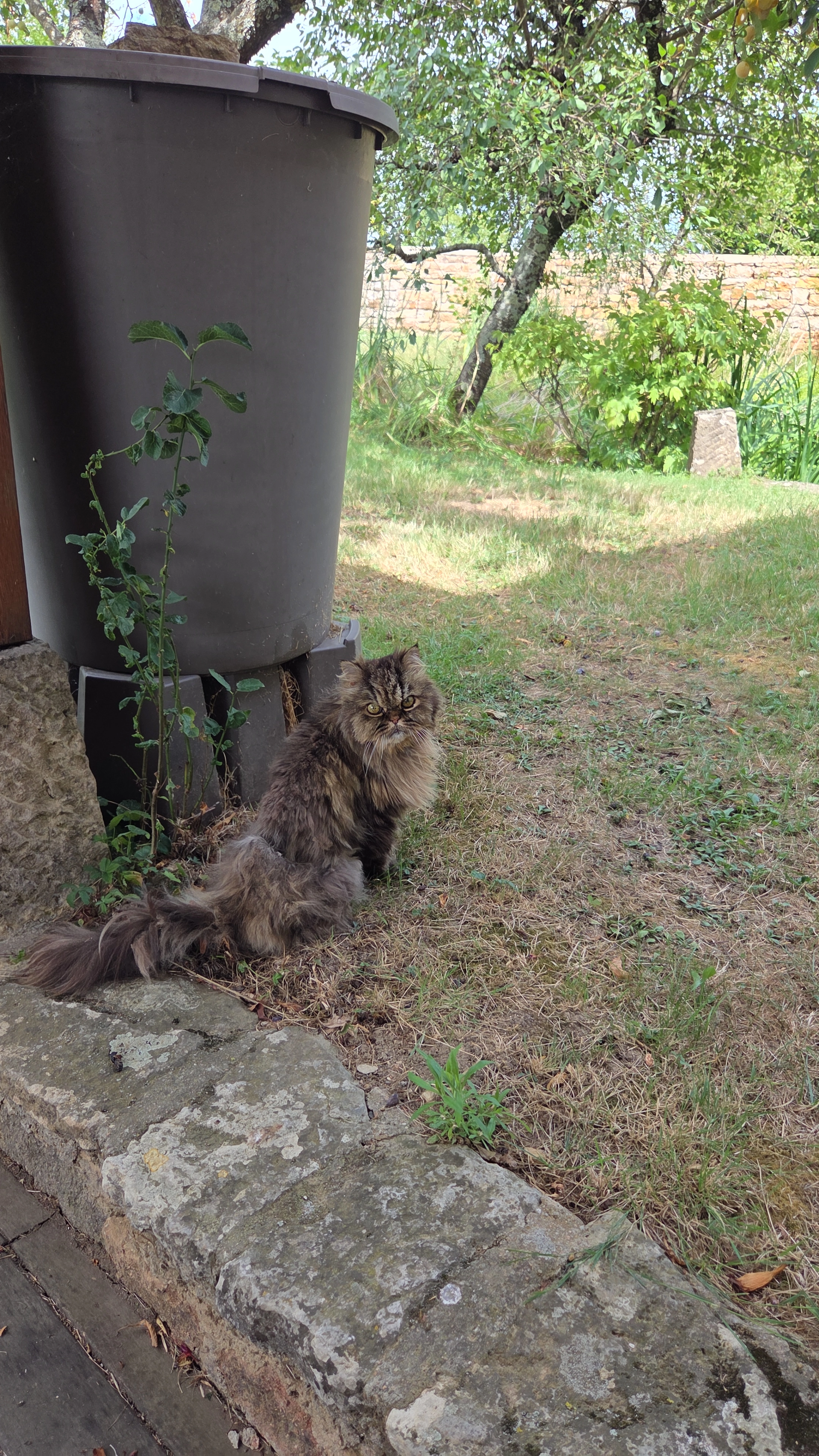 Petrus - Chemin De Champ Grillet, Charnay-lès-Mâcon