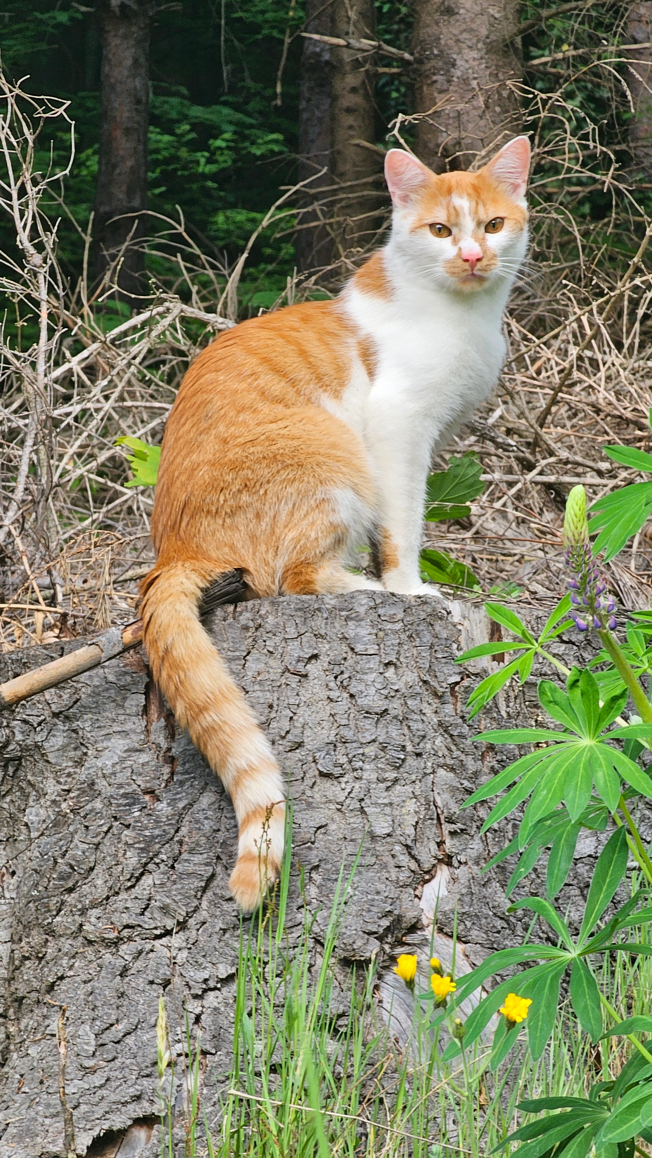 Nova - Talübergang Olbersdorf, Thomasberg