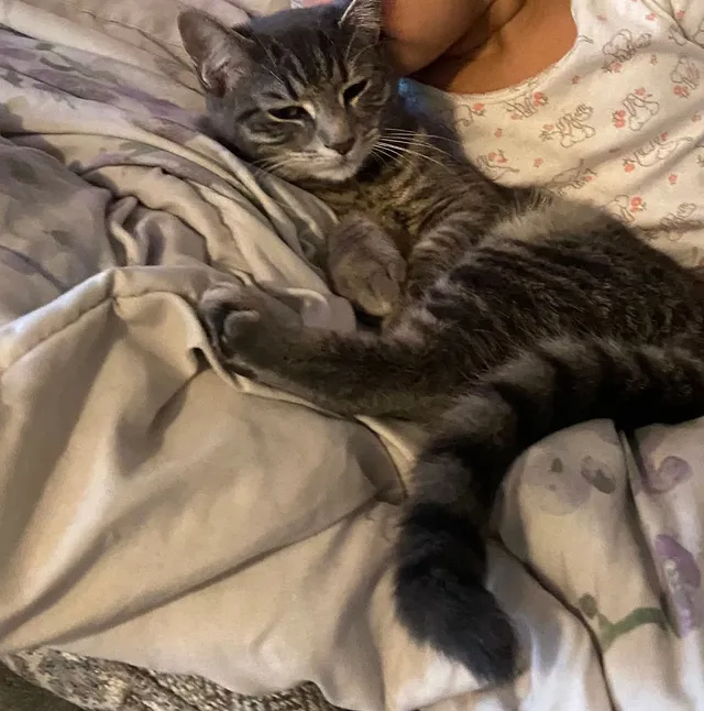 Keiko - 18243 Lost Knife Cir, Montgomery Village
