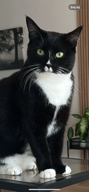 Yuki - Pembastraat, Almere