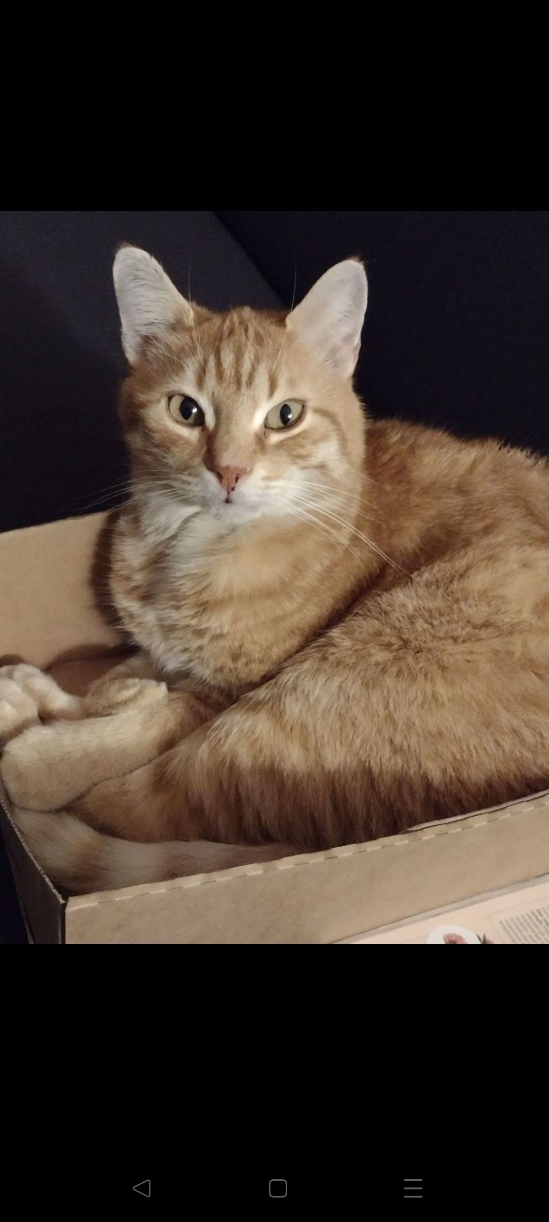 Yoshi - Scheibengasse, Arnstorf