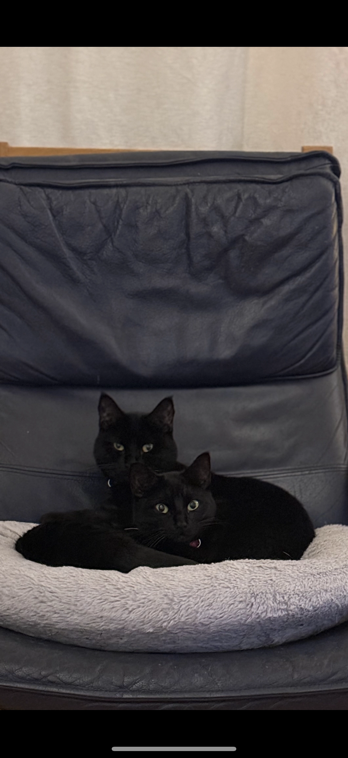 Leila  - Ash Grove, Newbury