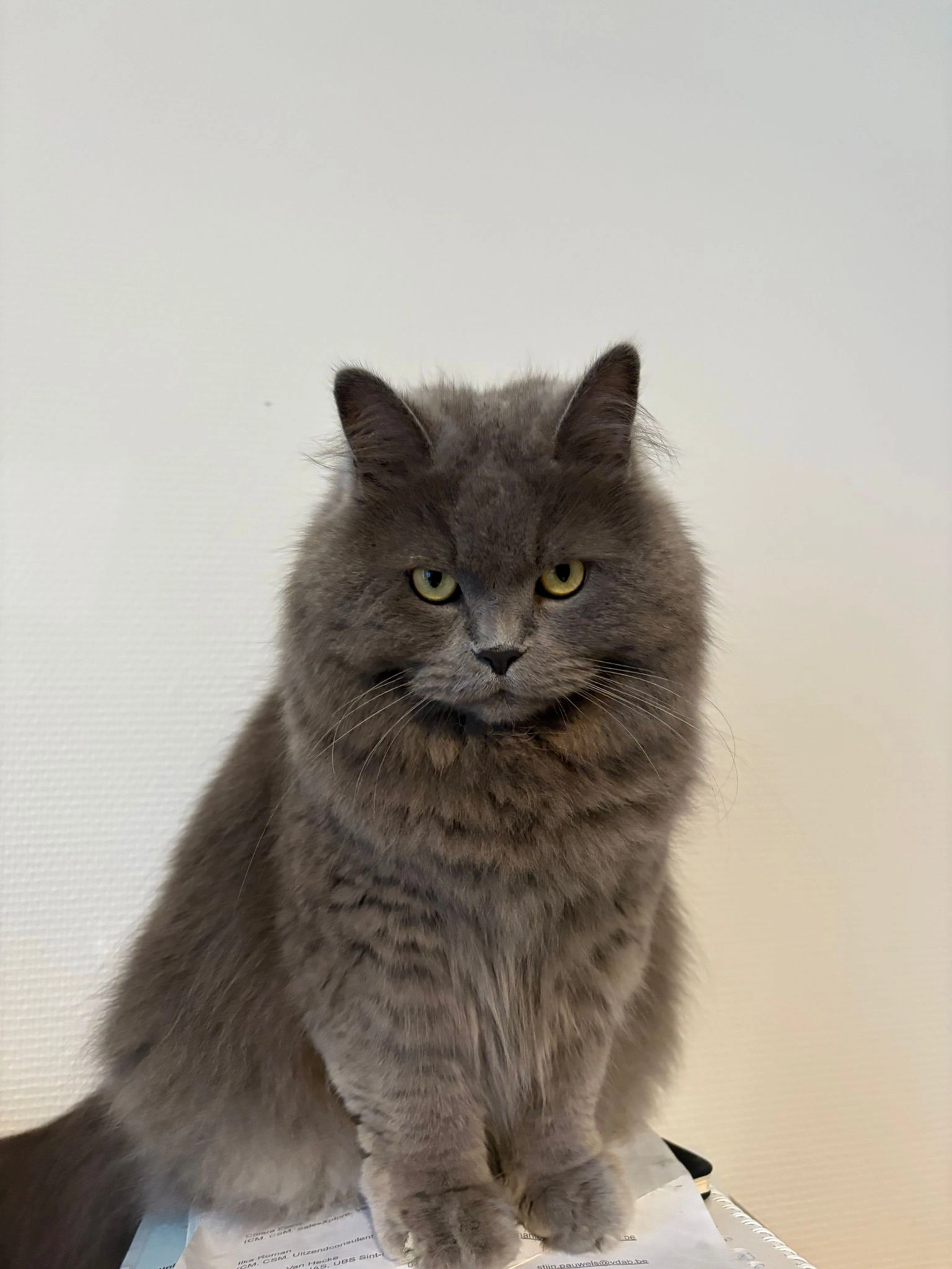 Kraken/Bubuzh - Dirk Martensstraat, Aalst