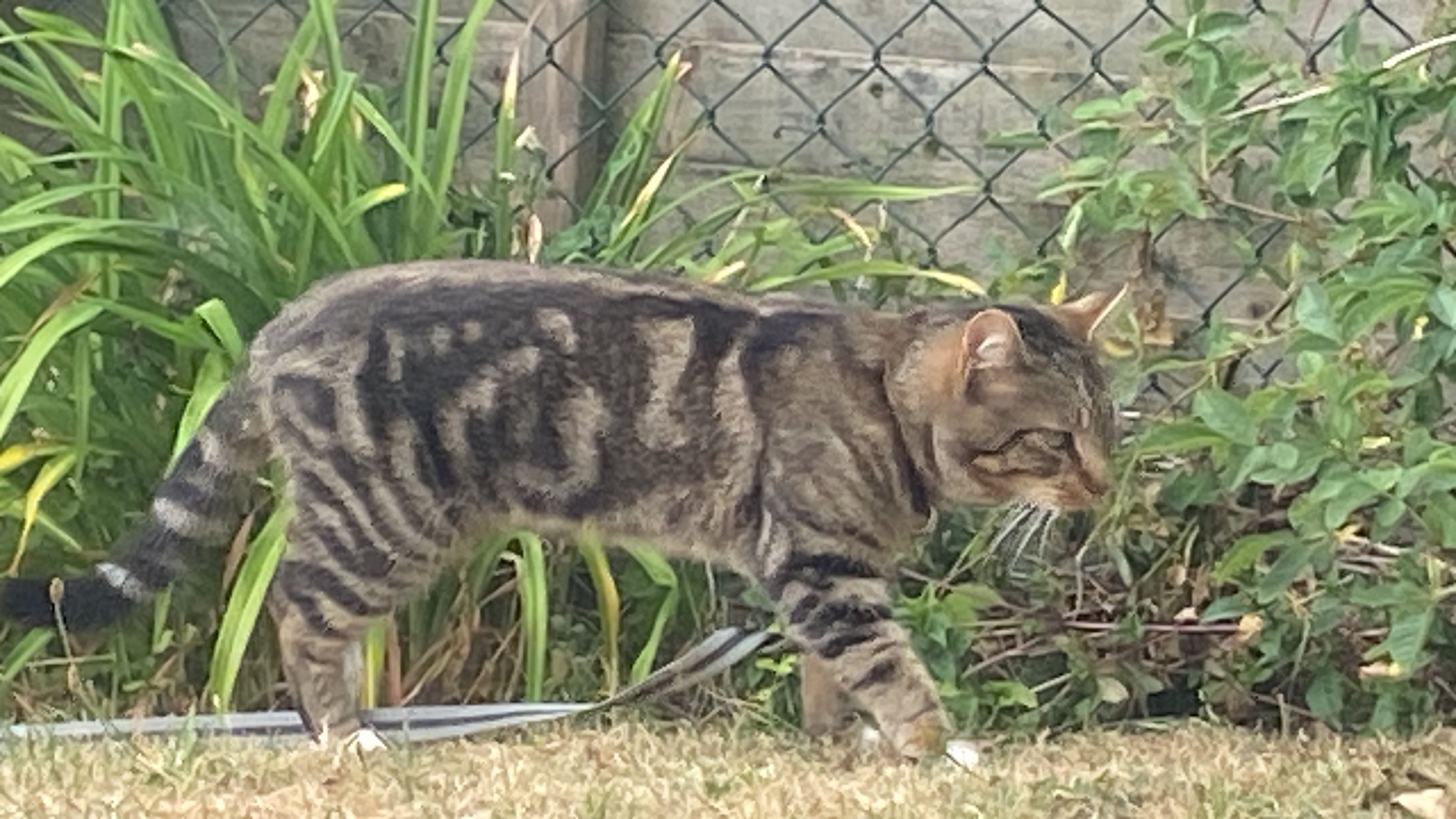 Kurt  - SA31 3, Carmarthen