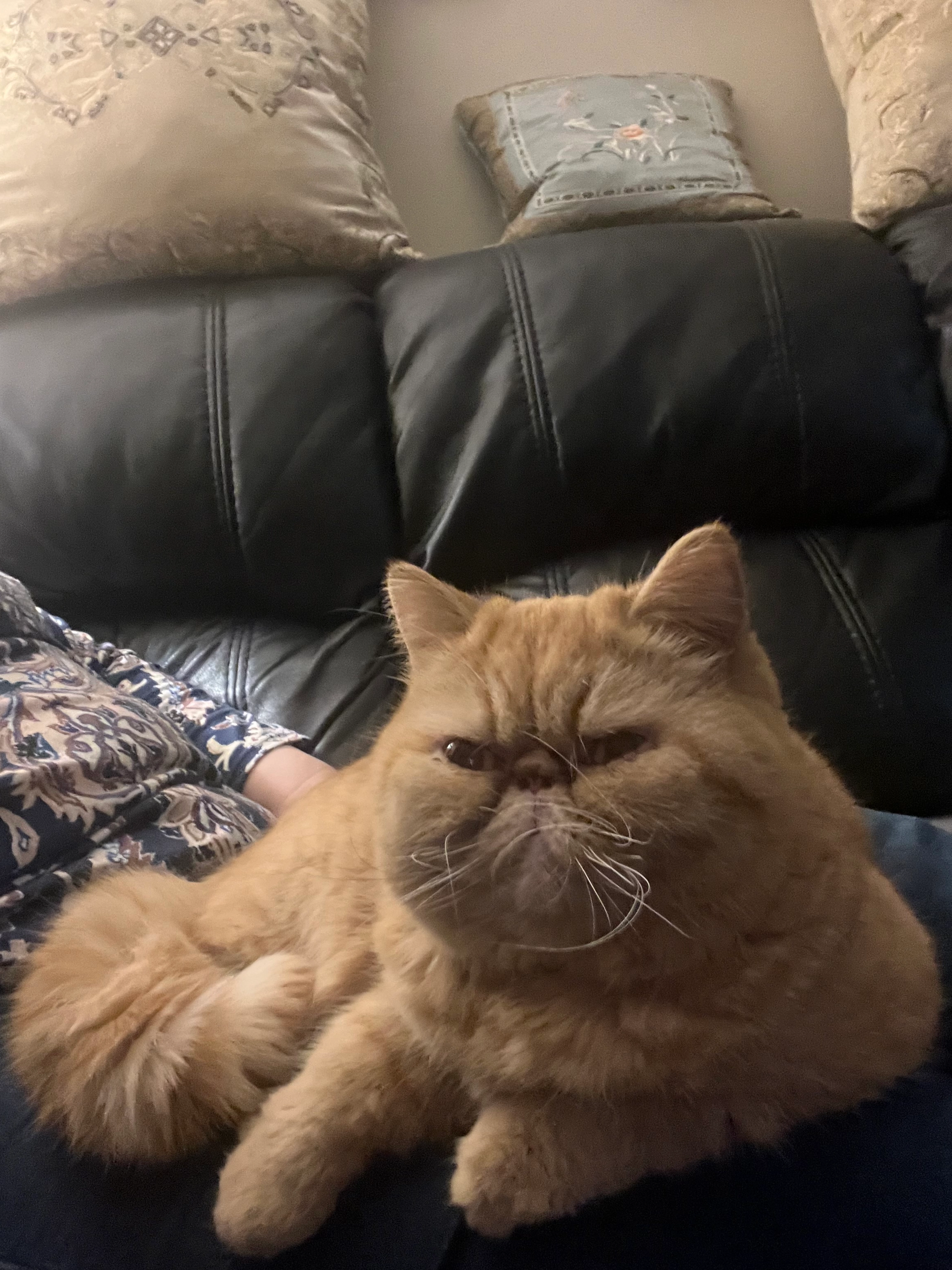 Frankie - Clare Road, Ennis