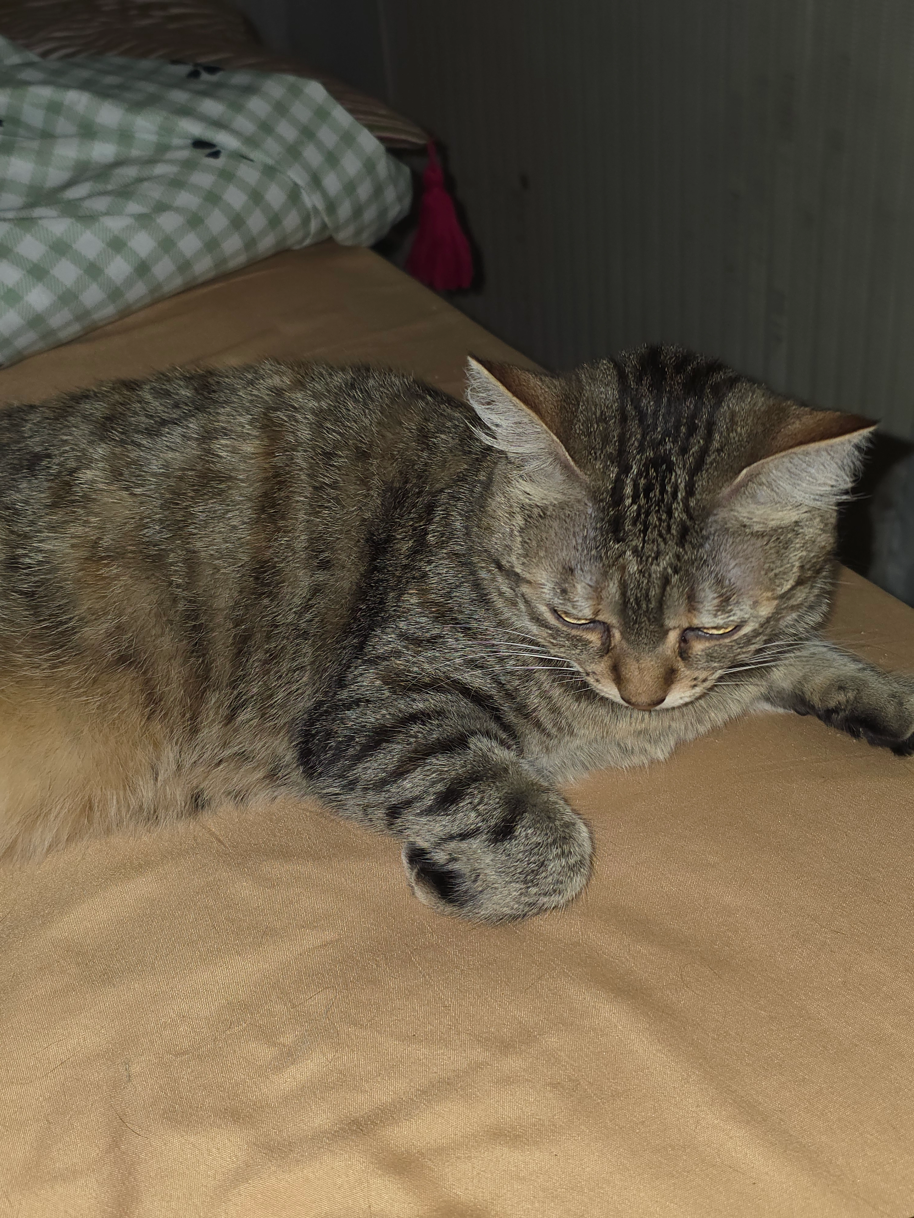 Tequila - 25 Avenue des Congrès, Royan