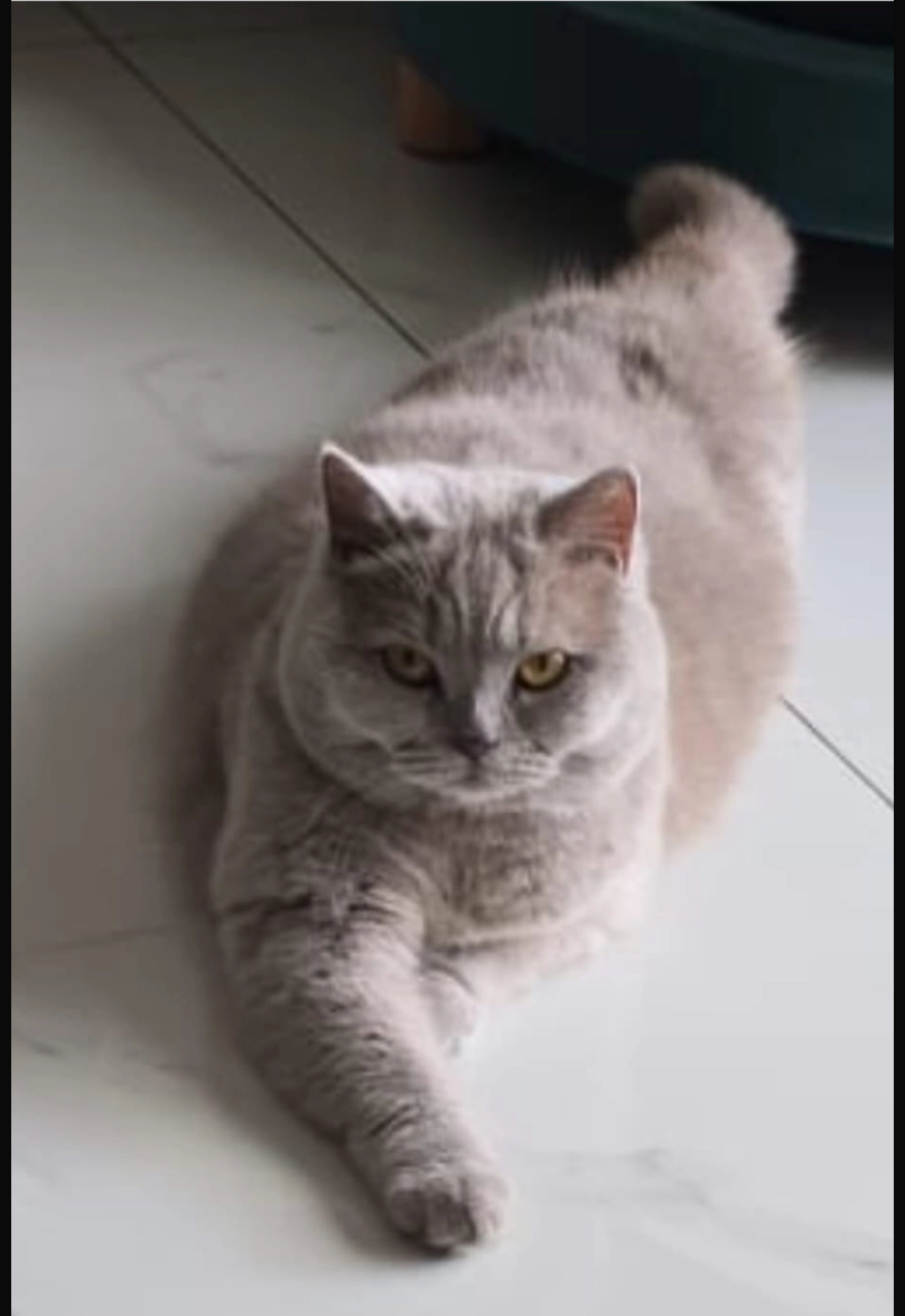 Greys  - Salbeiweg, Köln