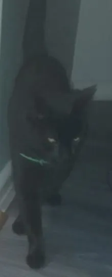 Missing Cat - Langley Park Way, Sutton Coldfield