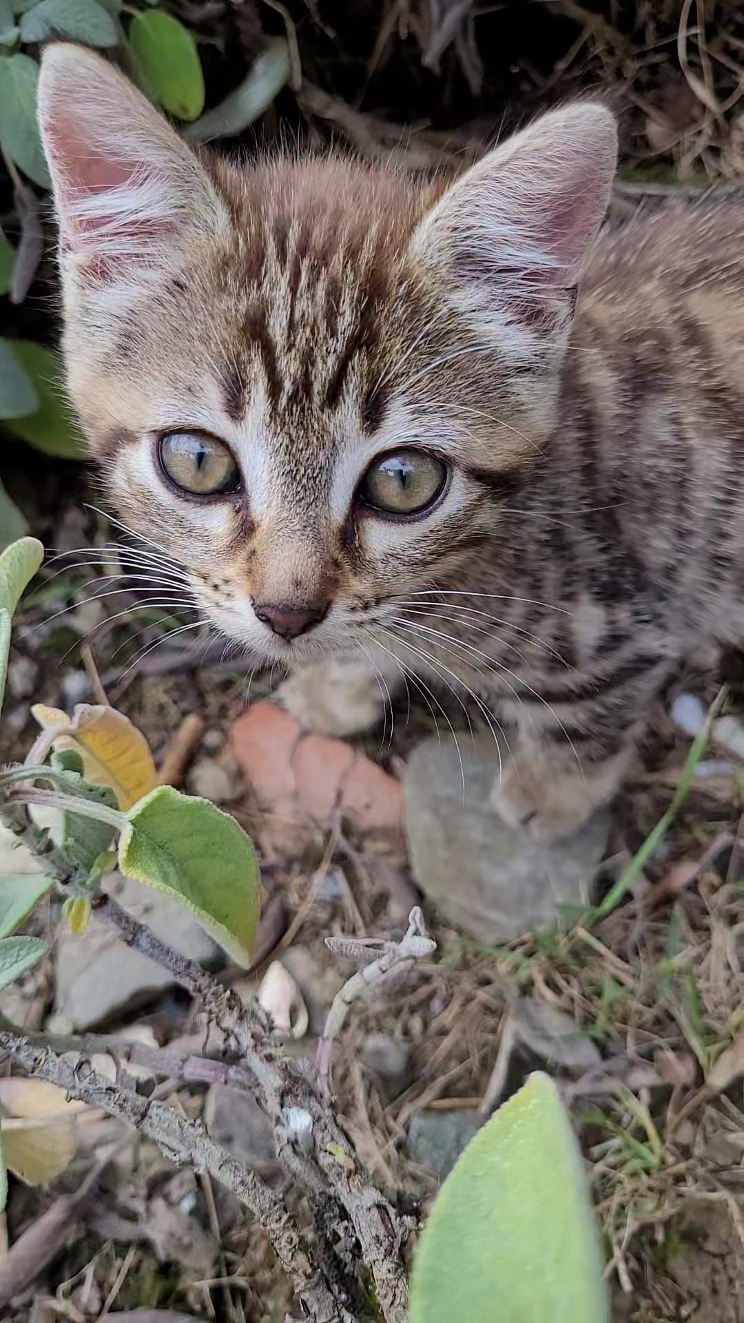 GUANYIN - Rue Pasteur, Les Brouzils
