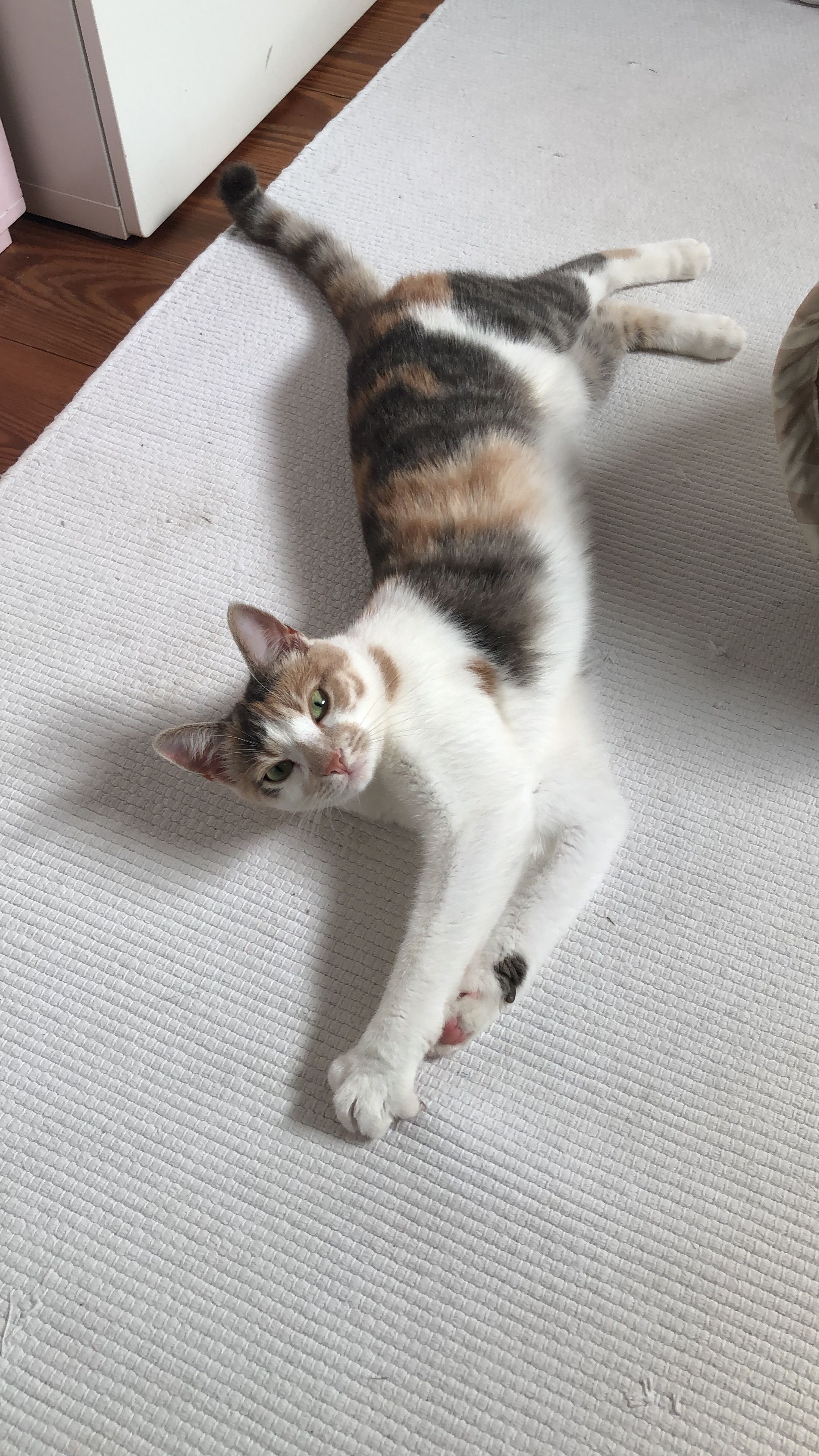 Milli - Lornsenstraße, Bad Segeberg