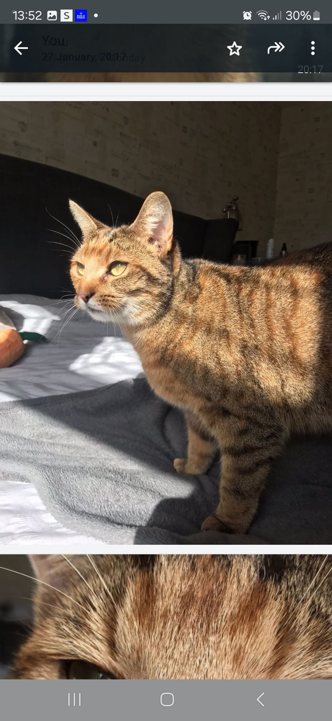Charlie - Thornhill Park, Craigavon