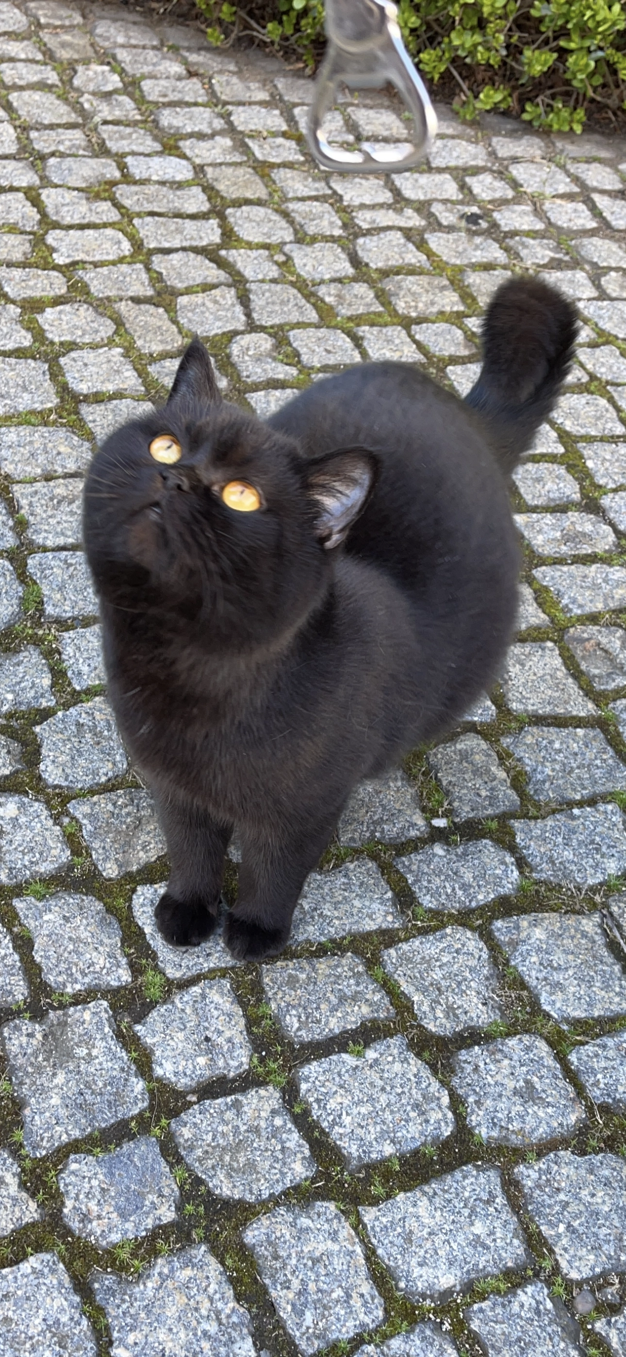 Mimi - Gottfried-Keller-Straße 1, Dresden