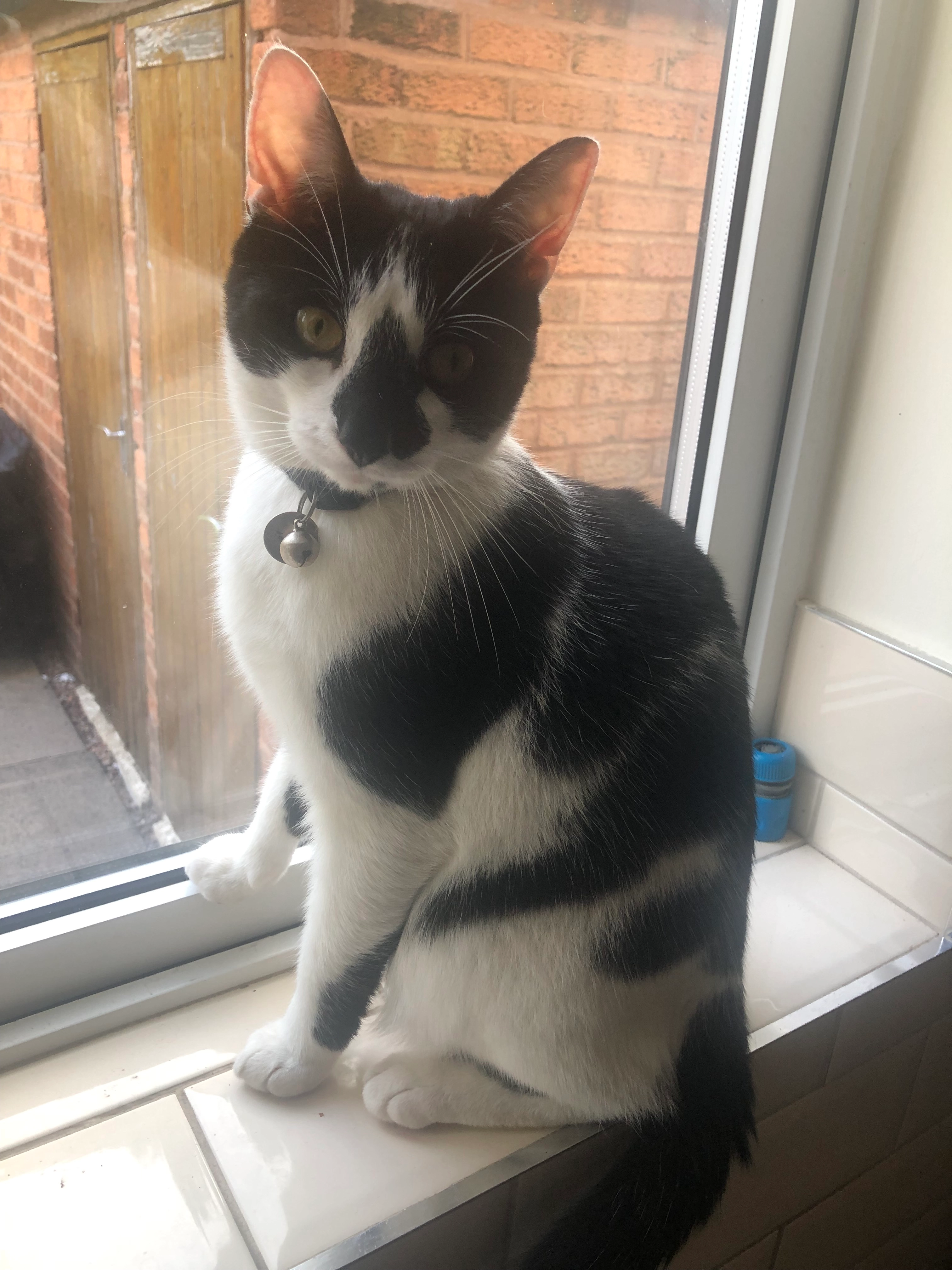 Jasper - Clockmill Road, Walsall